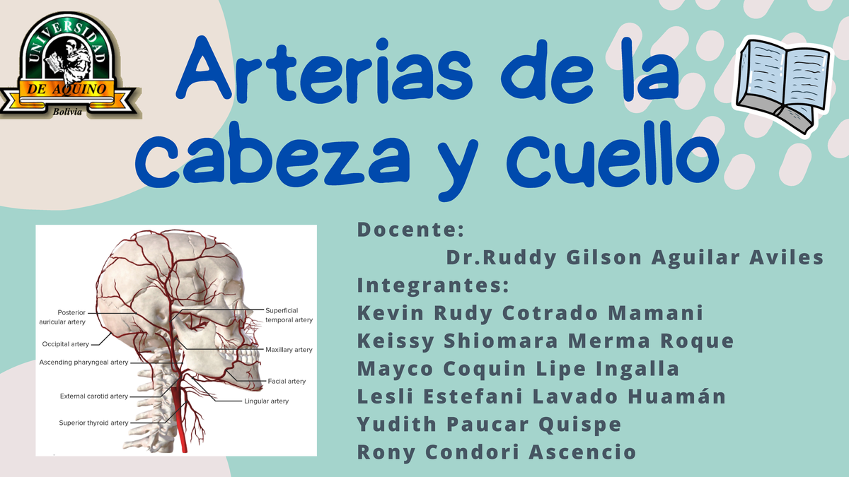 Arterias Y Venas - Arterias de la cabeza y cuello ####### D o c e n t e