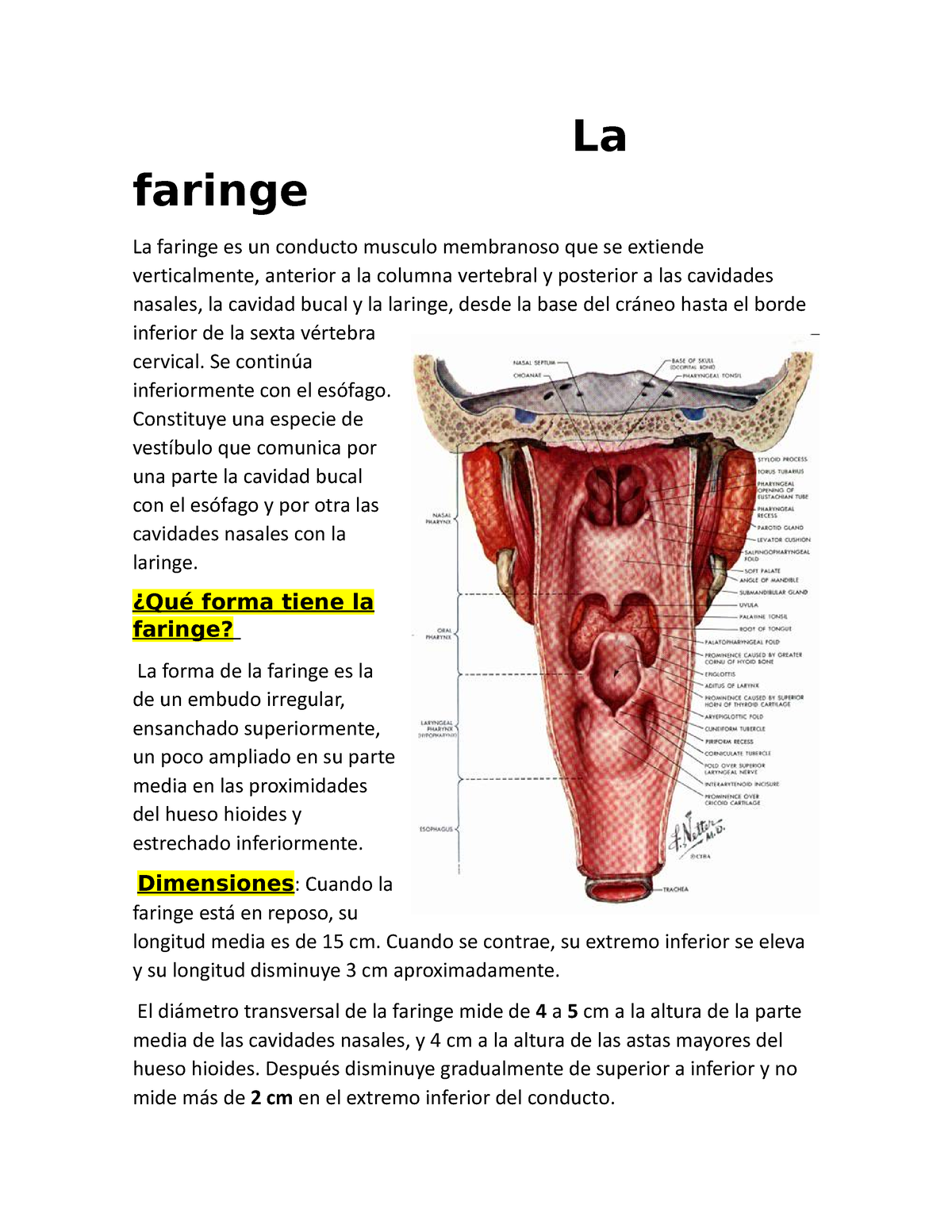 La Faringe Resumen La Faringe La Faringe Es Un Conducto Musculo Membranoso Que Se Extiende