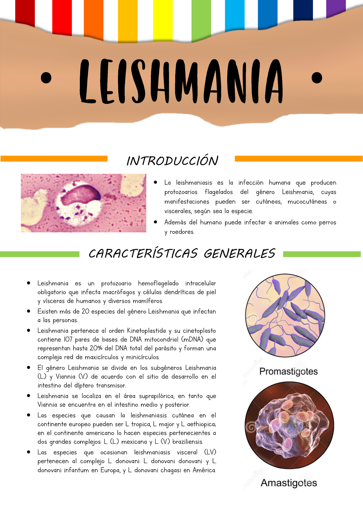 morfología de leishmania donovani