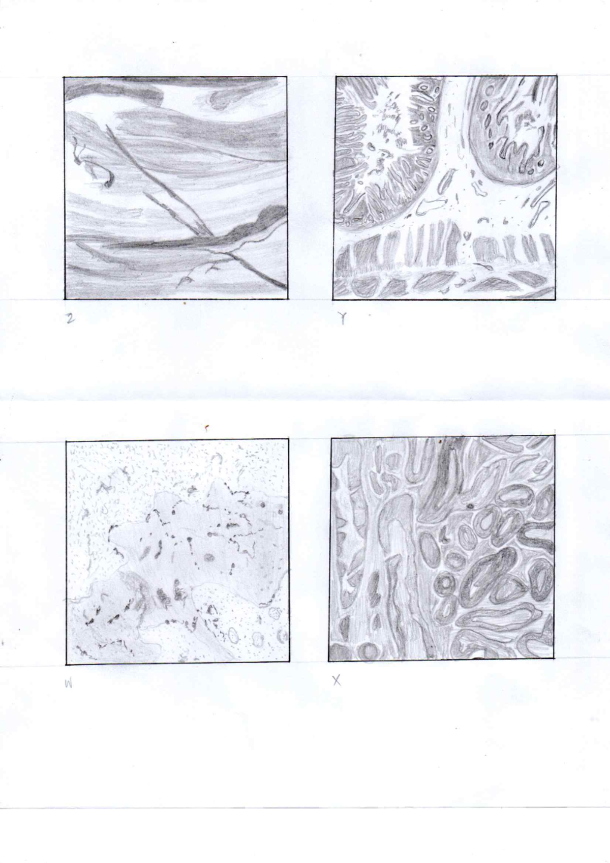 Zoology lab report 3 illus - BS Biology - 2 like W X - Studocu