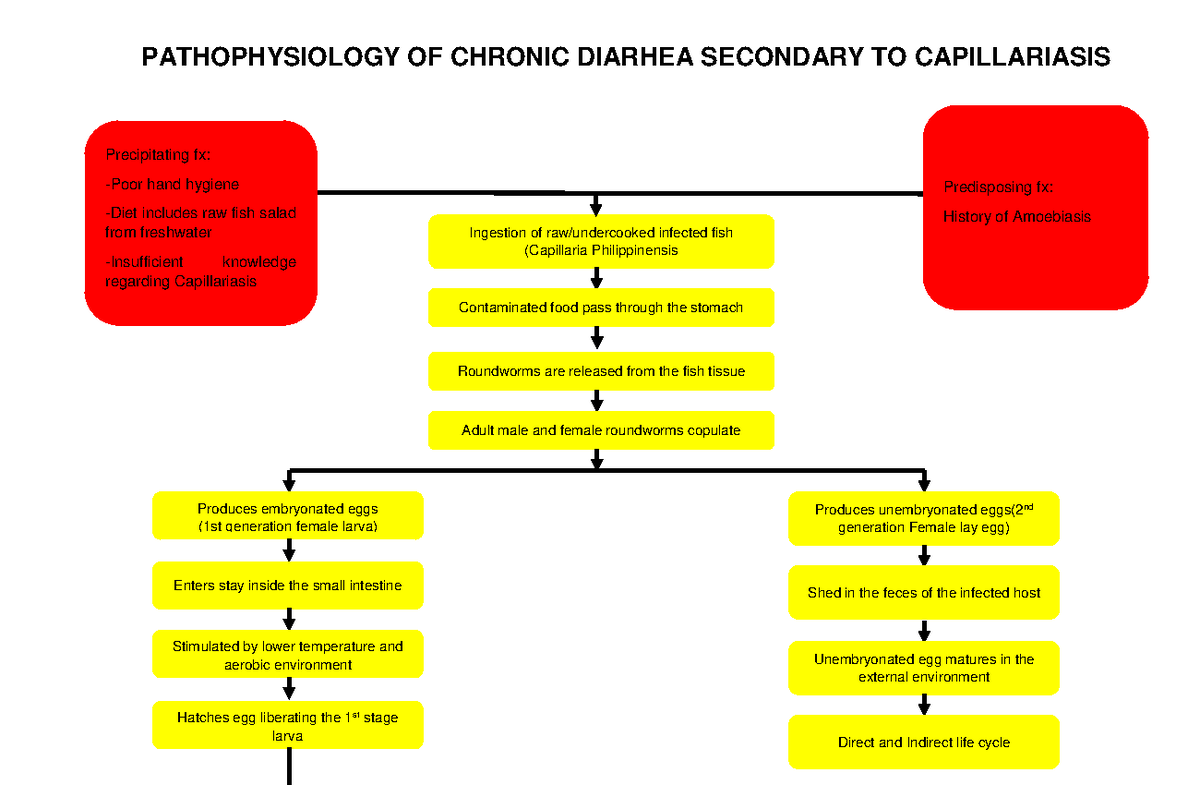 Patho - Nursing assignments - PATHOPHYSIOLOGY OF CHRONIC DIARHEA ...