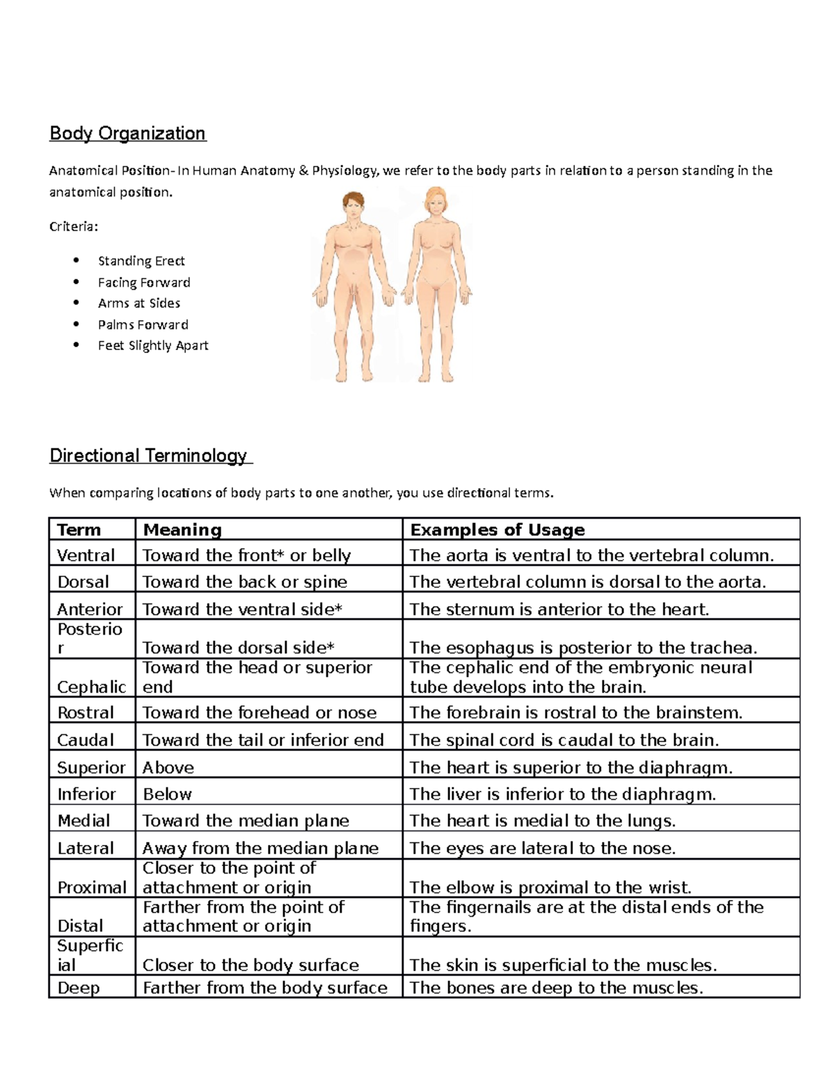 Body Organization Autosaved Body Organization Anatomical In Human