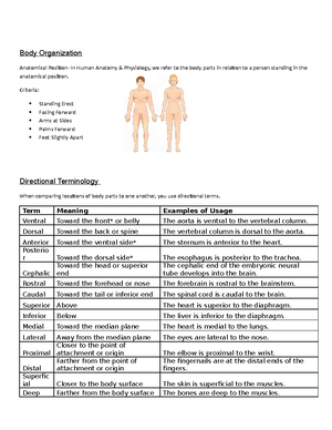 Integumentary System Pt.1 - BIOL 244 - Studocu