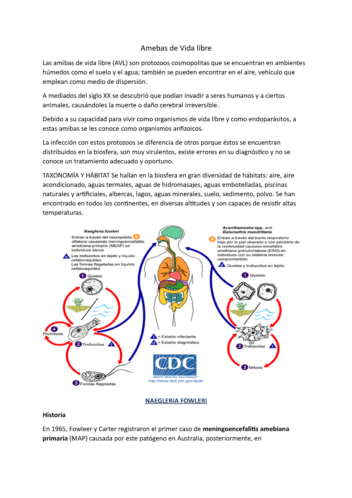 ciclo de vida de la acanthamoeba