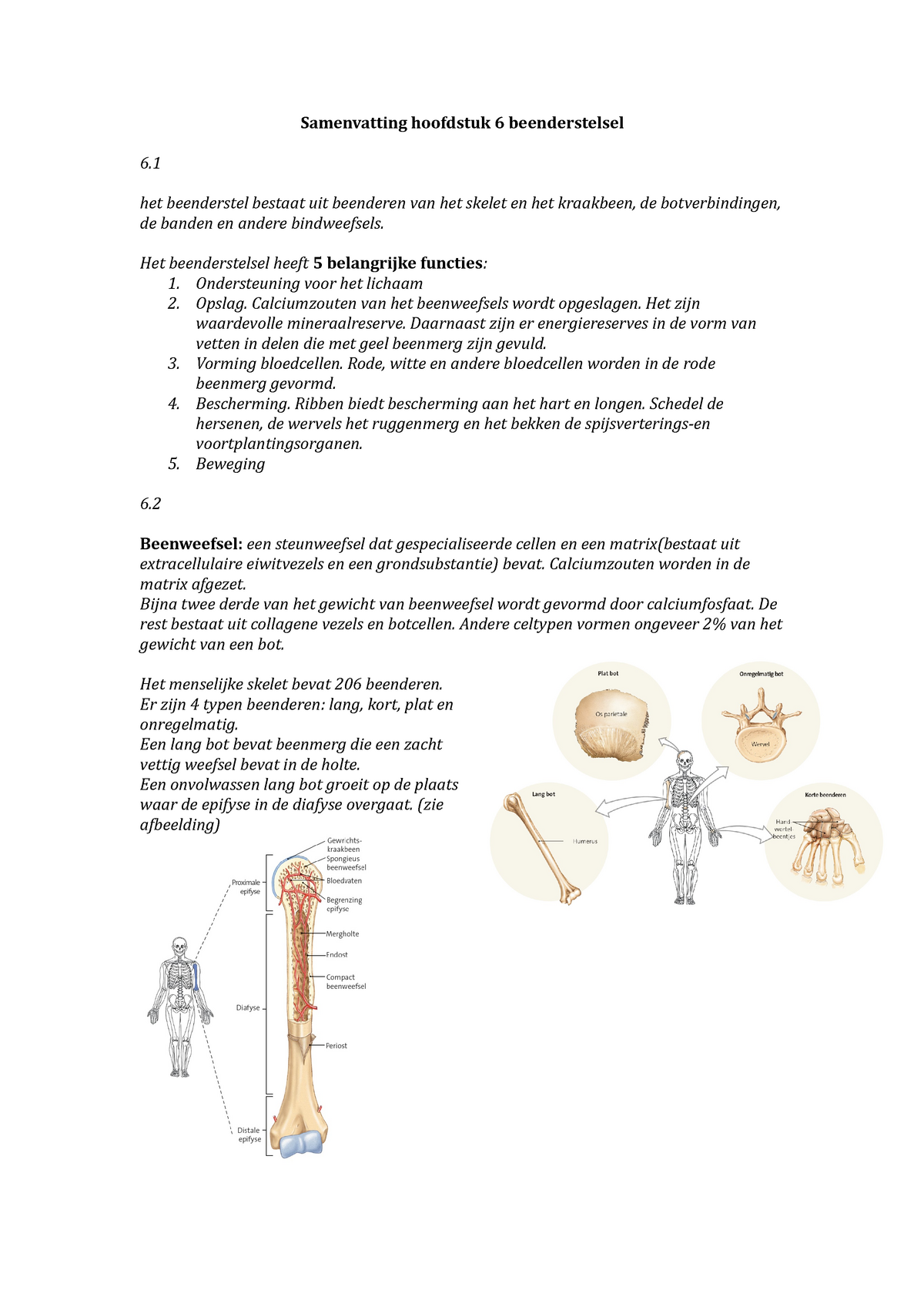 Het Beenderstelsel Anatomie En Fysiologie Een Inleiding Biomedisch