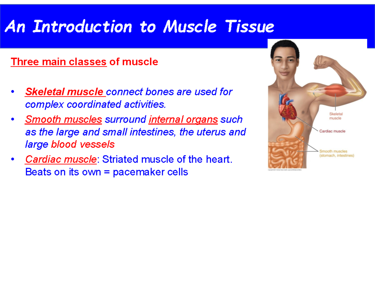 Muscles Lecture Notes - An Introduction To Muscle Tissue Three Main ...