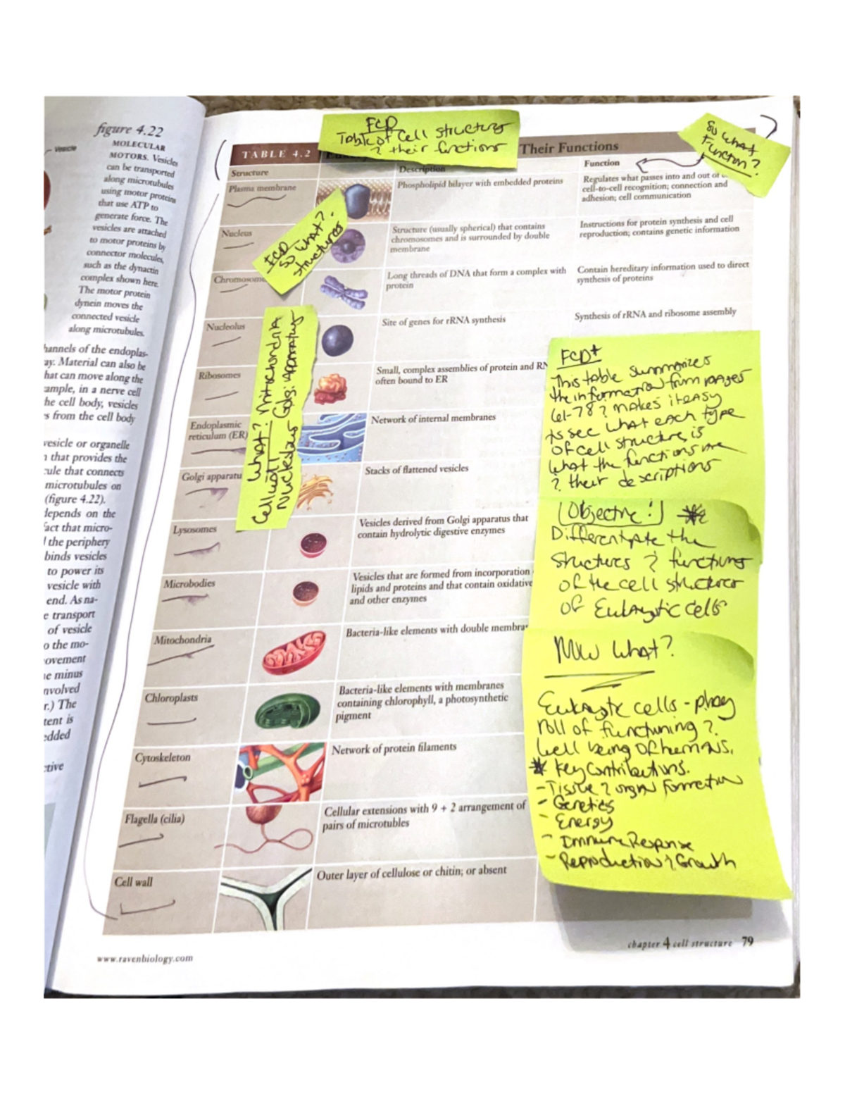 Figure 4 - Micro - BIO 2100 - Studocu