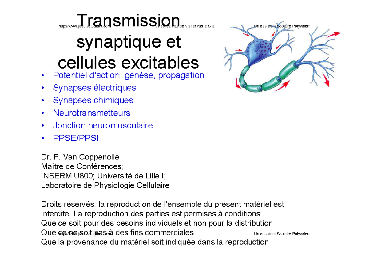 Cours Physiologie Animale - Synapse - Transmission Synaptique Et ...