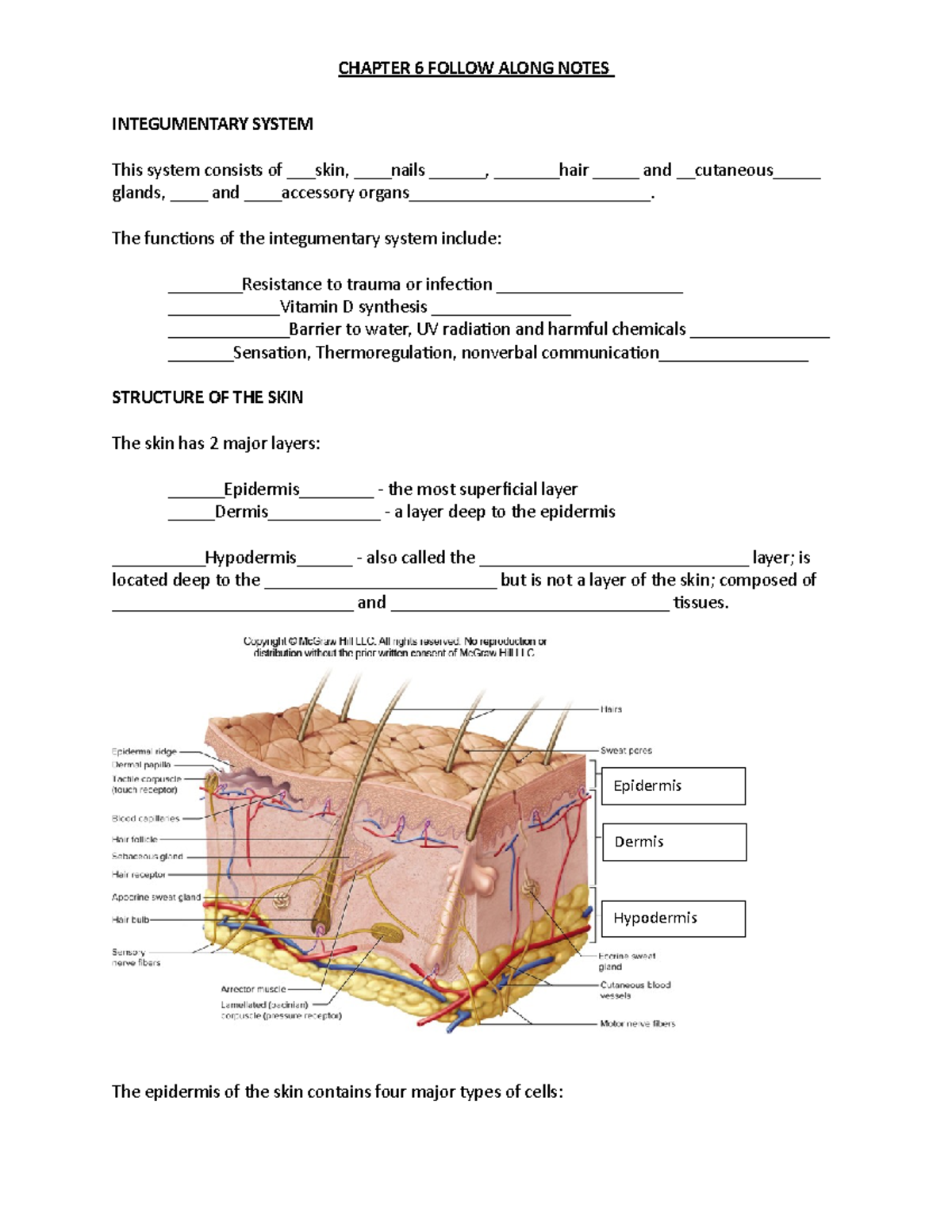 Chapter 6 Follow Notes-2 - INTEGUMENTARY SYSTEM This system consists of ...