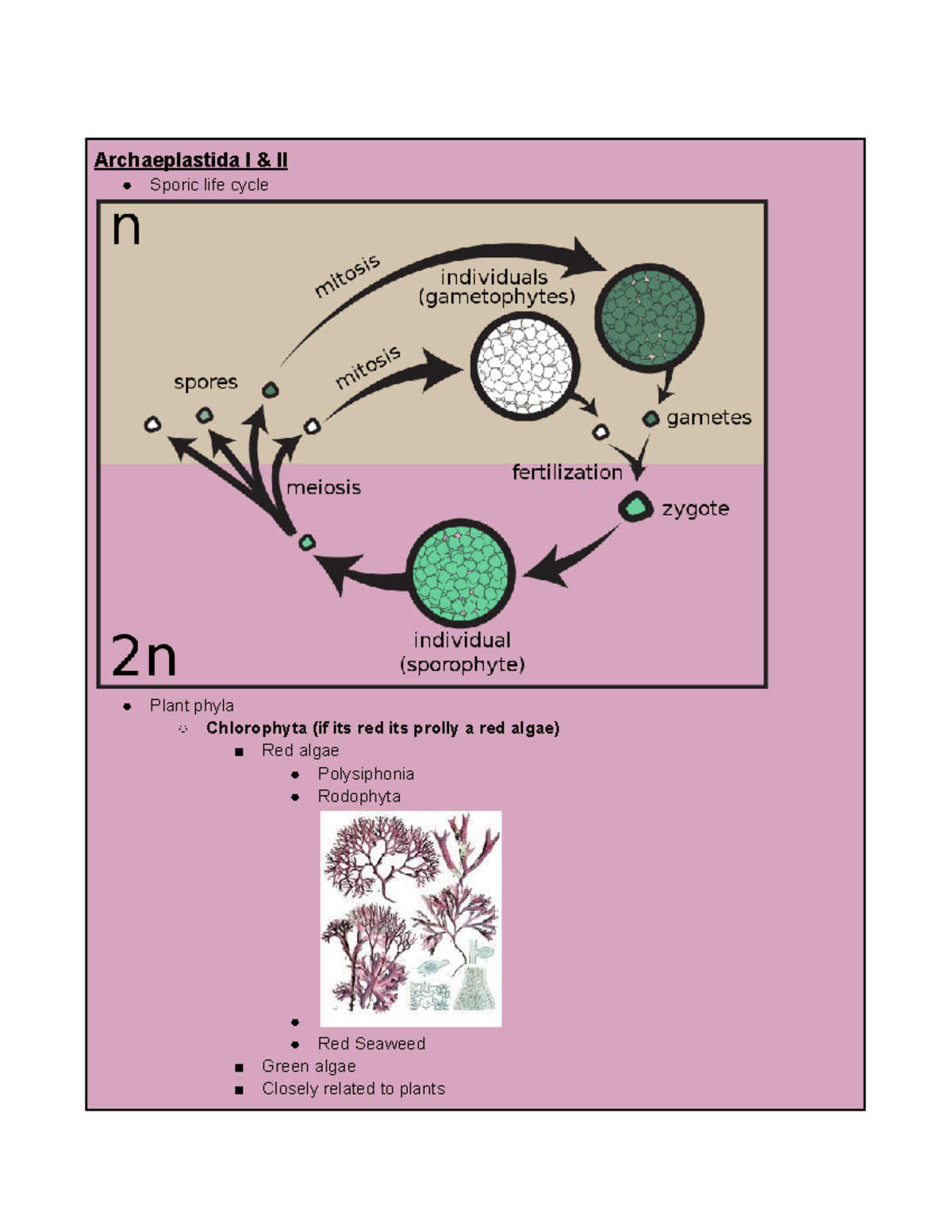 Bio Lab Practical II Review - Archaeplastida I & II Sporic Life Cycle ...