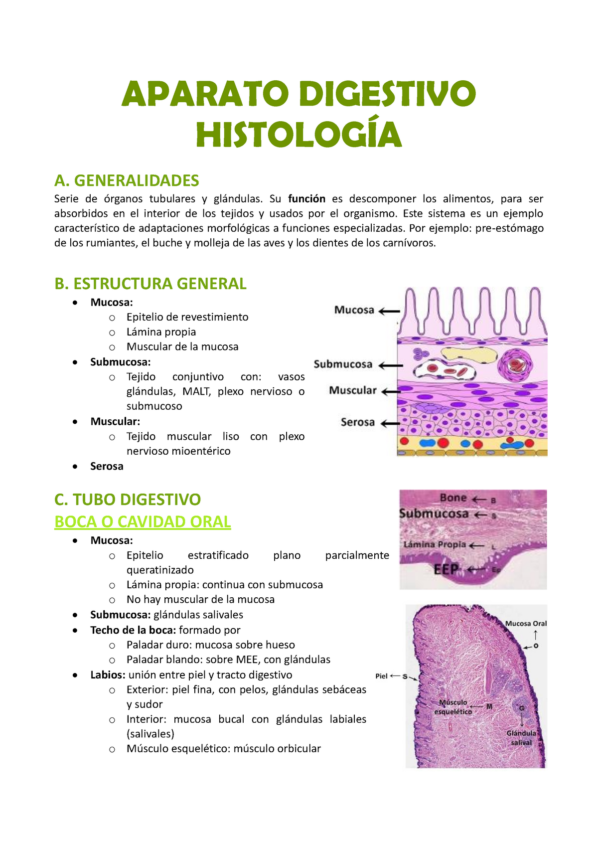 Aparato Digestivo Histologia Aparato Digestivo HistologÍa A