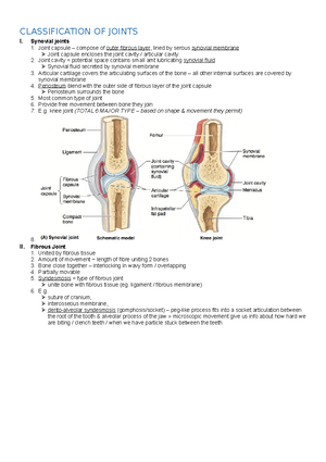 Joints of Lower Limbs - Bursae - Sacs that have synovial fluid inside ...