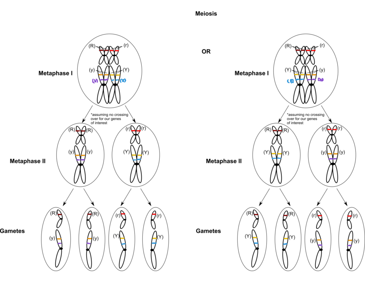 Meiosis+chromosomes+schematic Biology 2581B b B B ca Studocu
