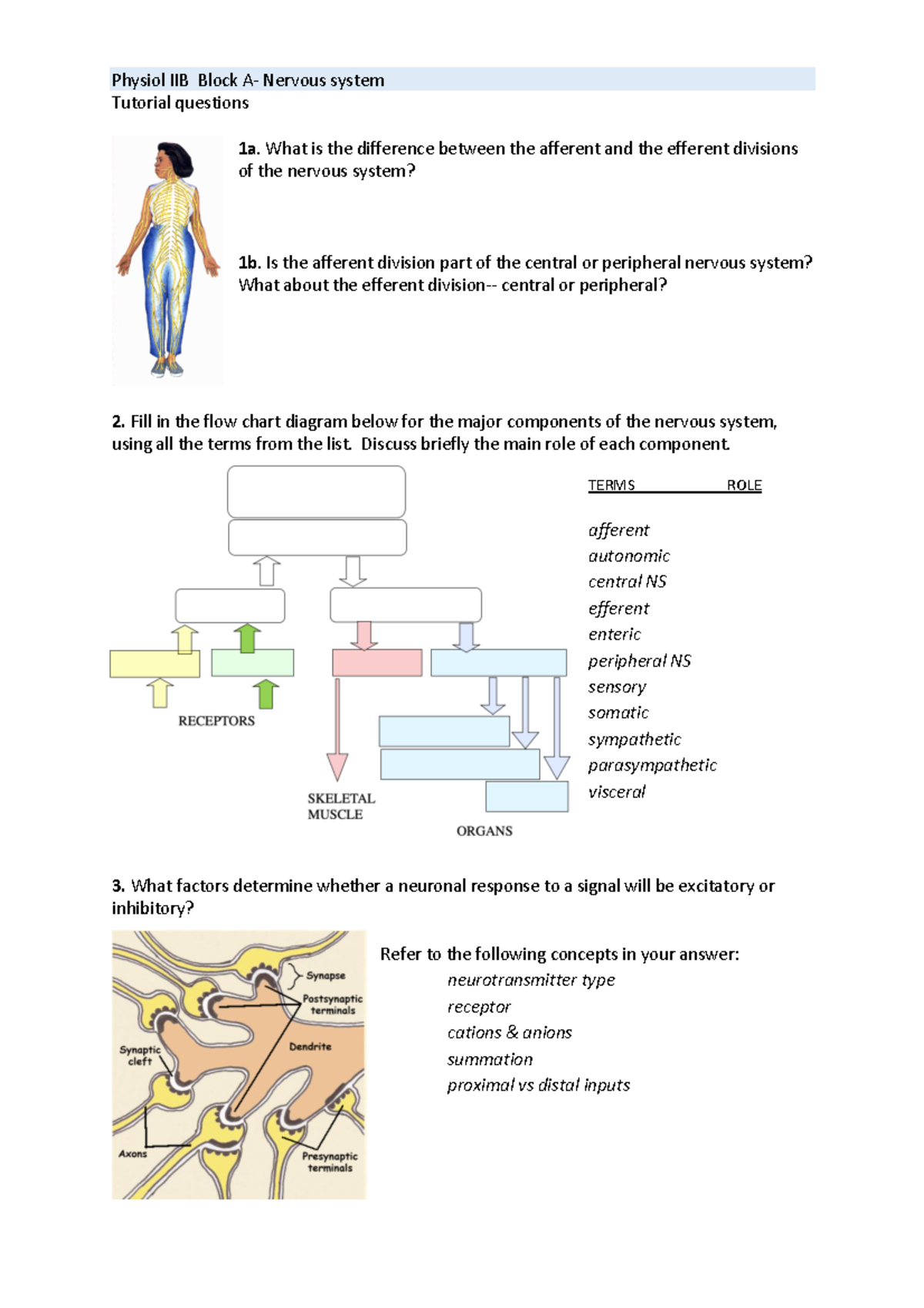 Physiol IIB Block A Tutorial questions - Physiol IIB Block A- Nervous ...