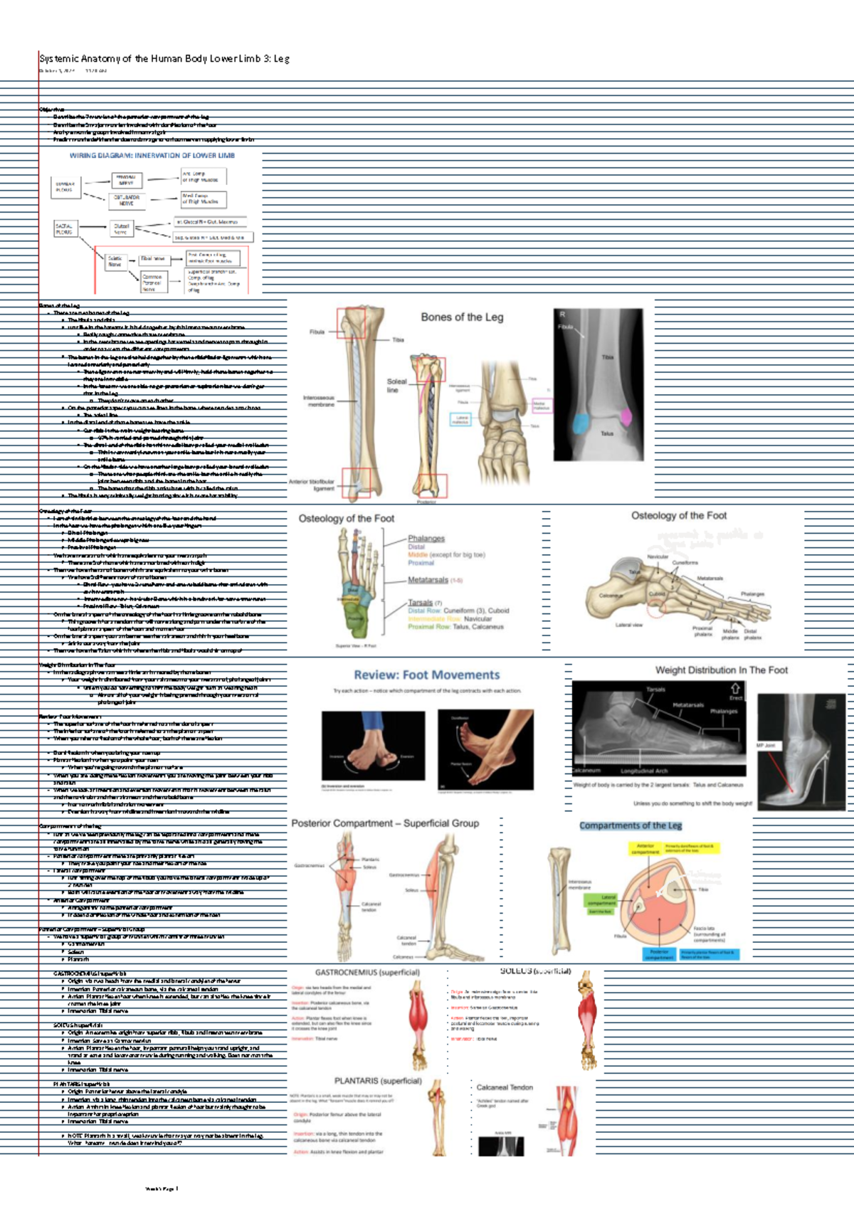 Systemic Anatomy of the Human Body Lower Limb 3 Leg - Objectives ...