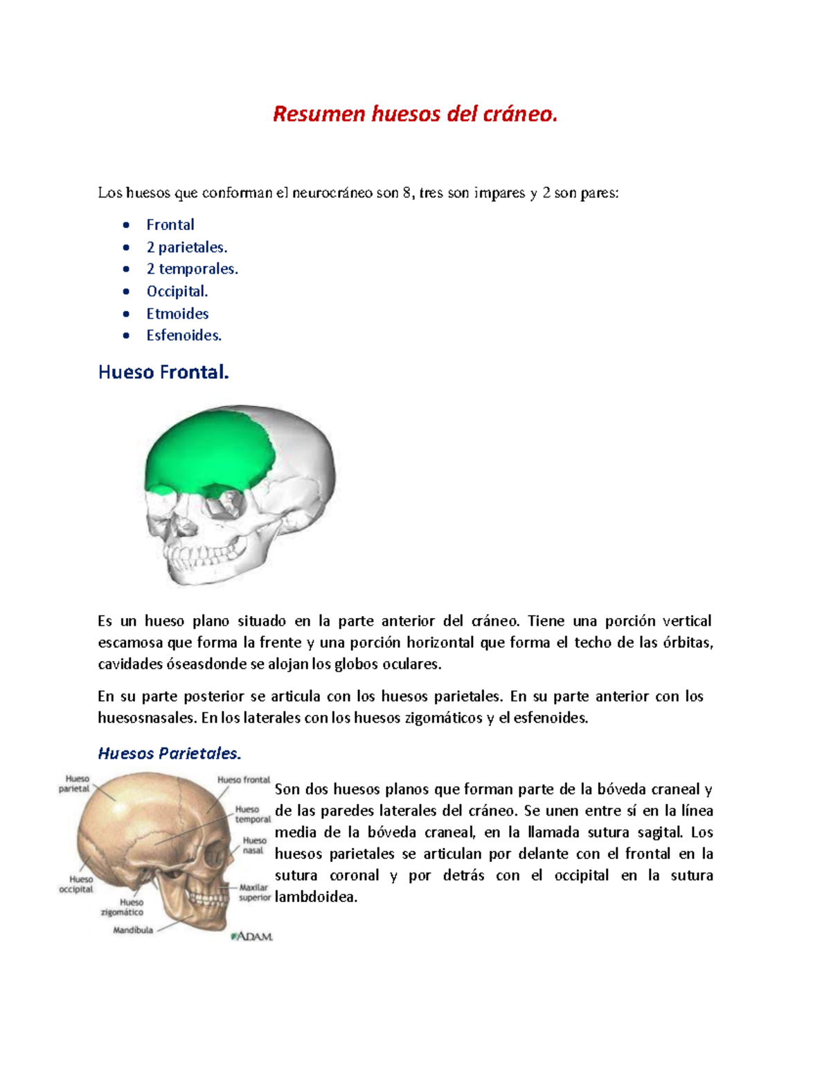 Resumen huesos del craneo - Los huesos que conforman el neurocráneo son ...