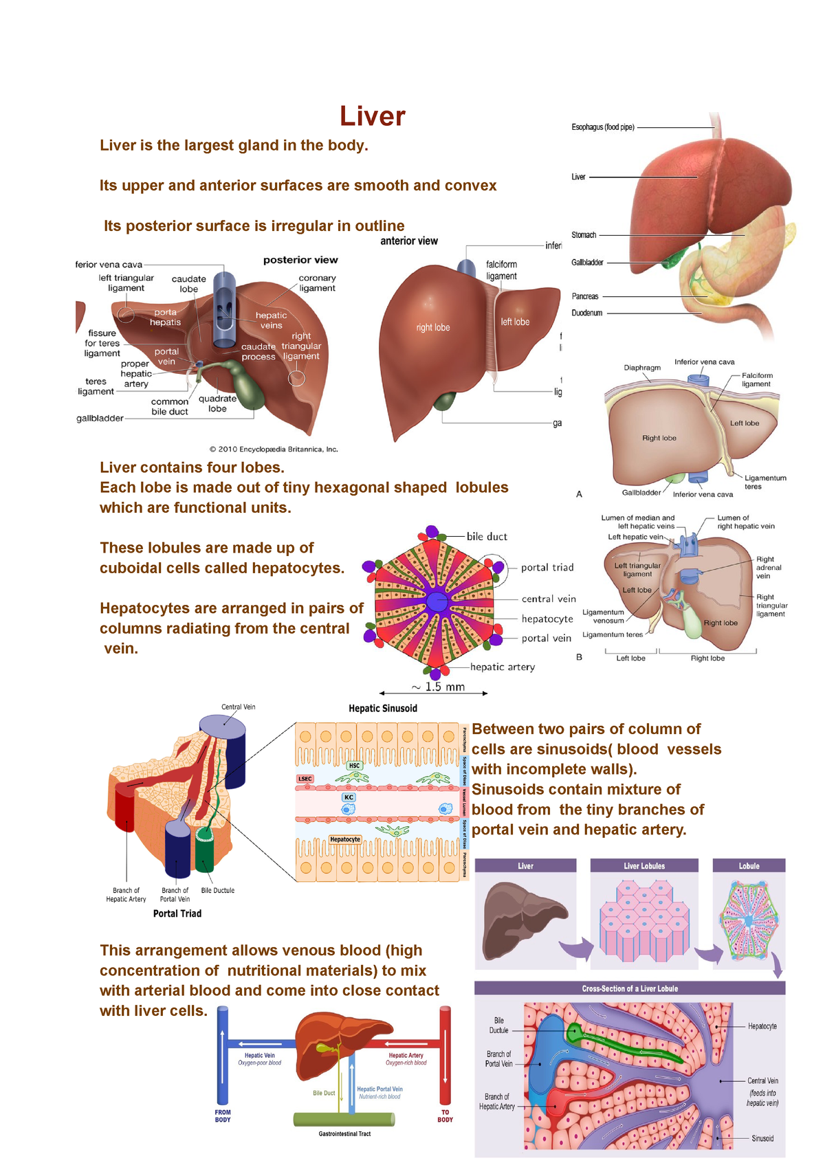 Liver - bio - Liver Liver is the largest gland in the body. Its upper ...