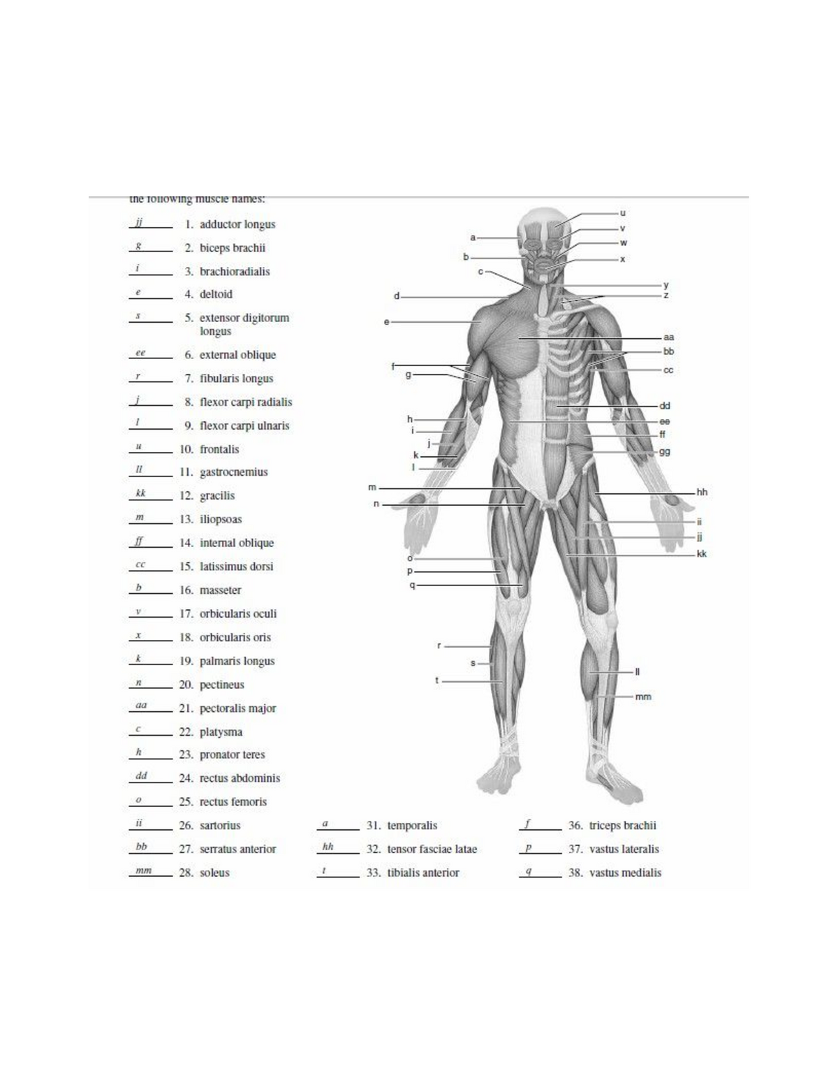 Blank Muscle Diagram To Label - Anp1106 - Uottawa