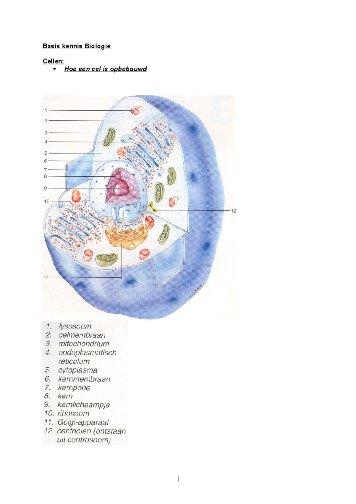 Cellen En Weefsel Biologie 1 - Basis Kennis Biologie Cellen: Hoe Een ...