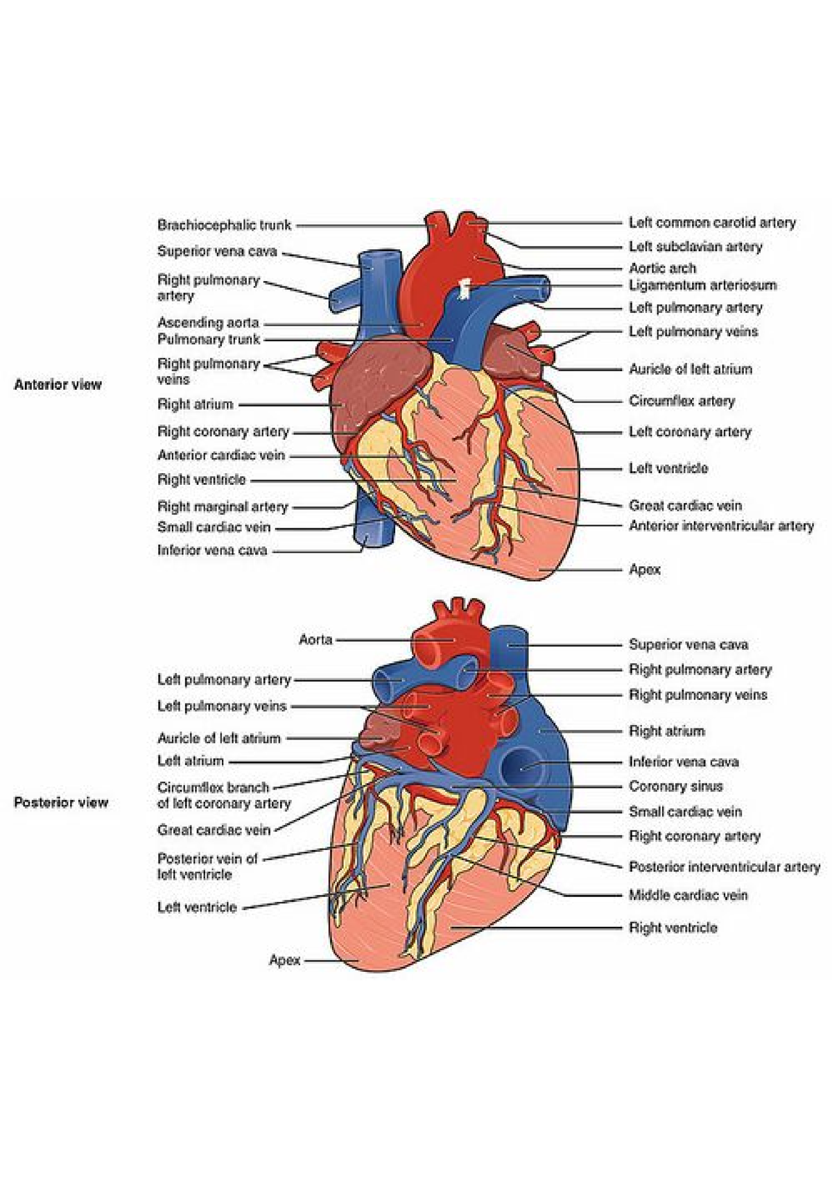 Anterior and posterior view of heart - Plus two biology - Studocu