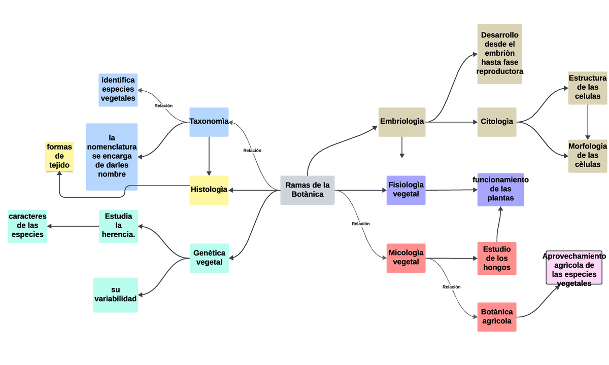 Mapa conceptual - RAMAS DE LA BOTANICA - Ramas de la Botànica Taxonomìa