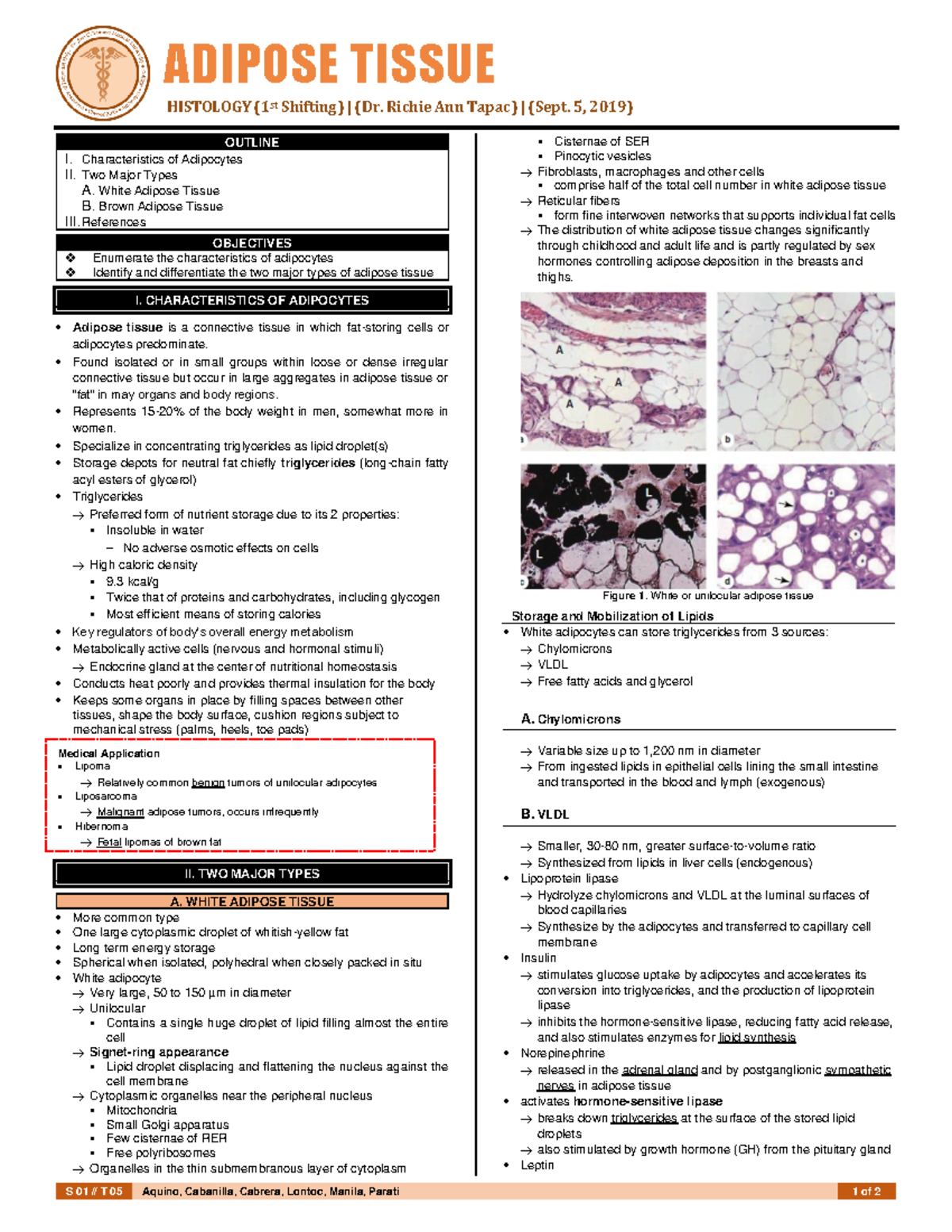 Histology of the Adipose Tissue - S 01 // T 05 Aquino, Cabanilla ...