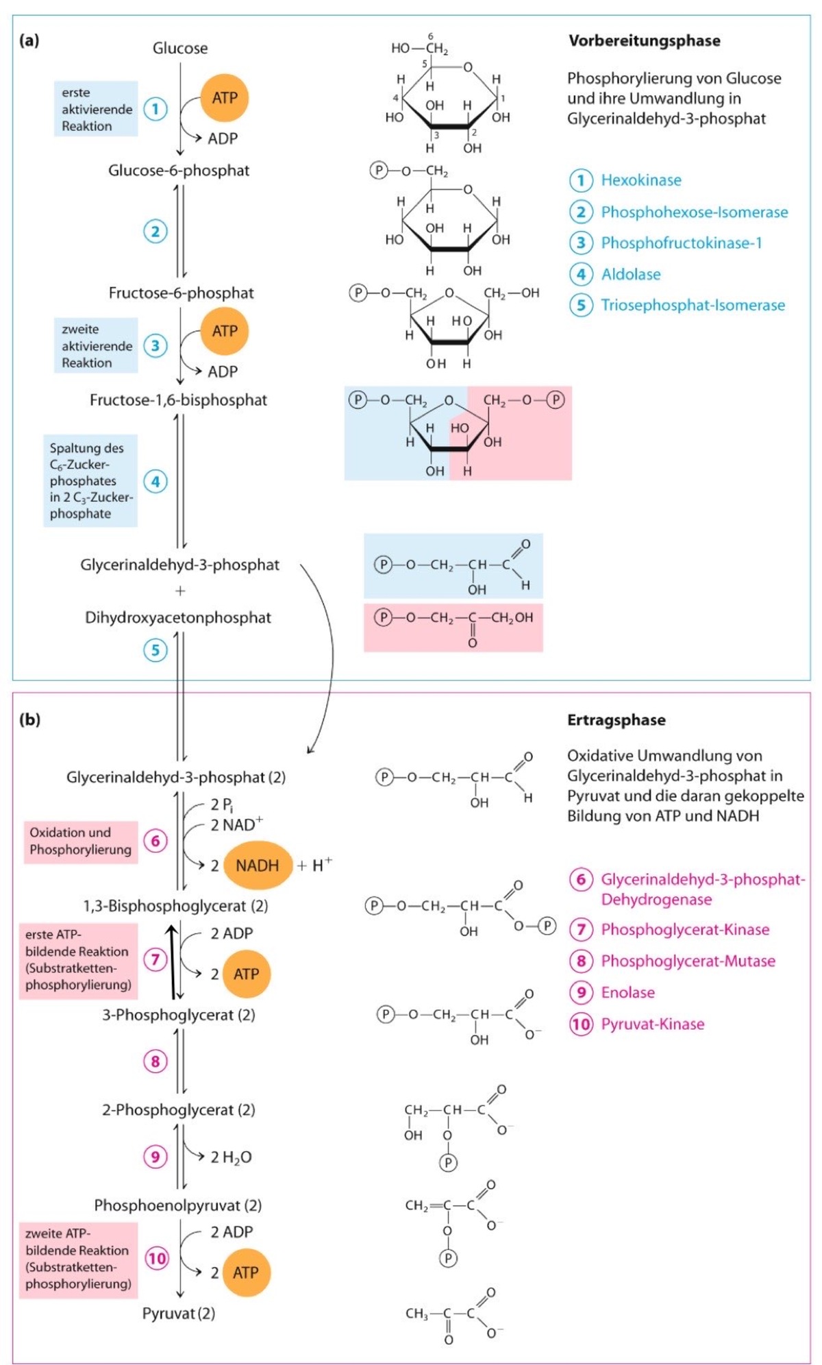 Glykolyse Übersicht - Biochemistry - Studocu