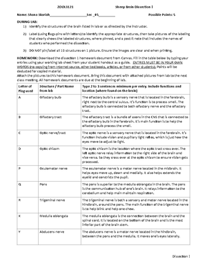 Dissection+IV+Homework - ZOOL3121 Sec 05 Sheep Brain Dissec 6 on IV ...