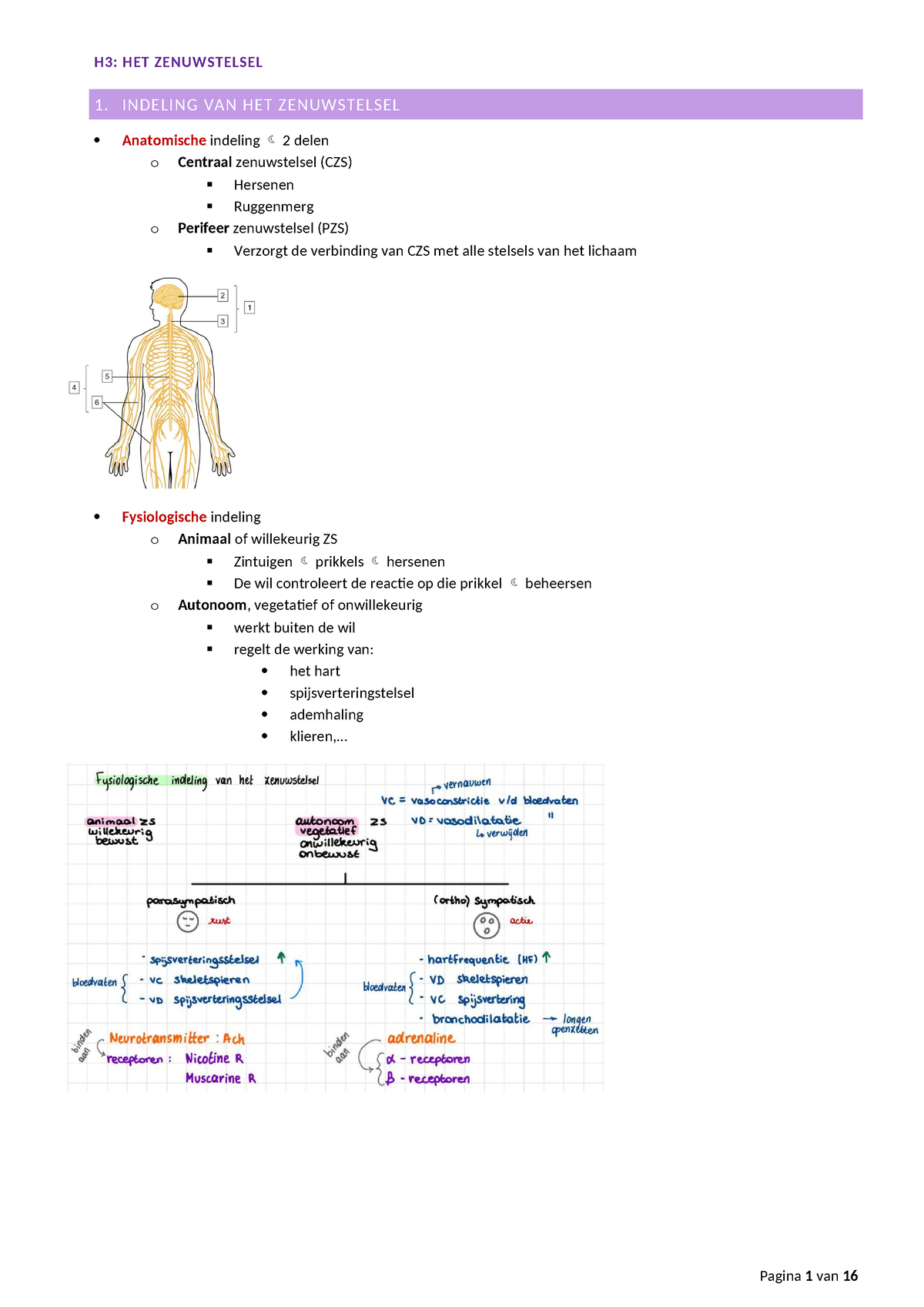 H3 Het Zenuwstelsel - Samenvatting Anatomie En Fysiologie - H3: HET ...