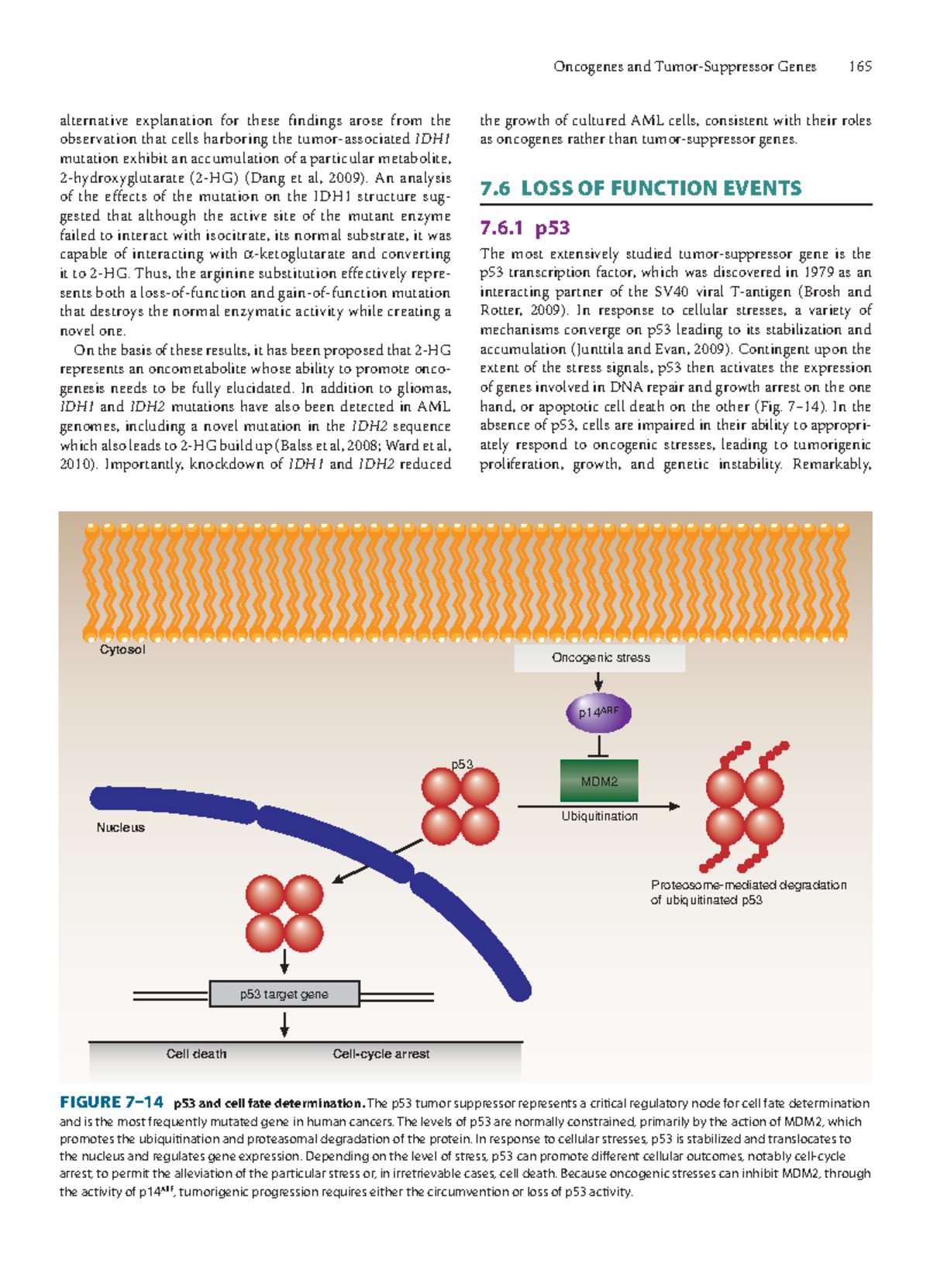 Basic Science of Oncology 5th-60 - Oncogenes and Tumor-Suppressor Genes ...