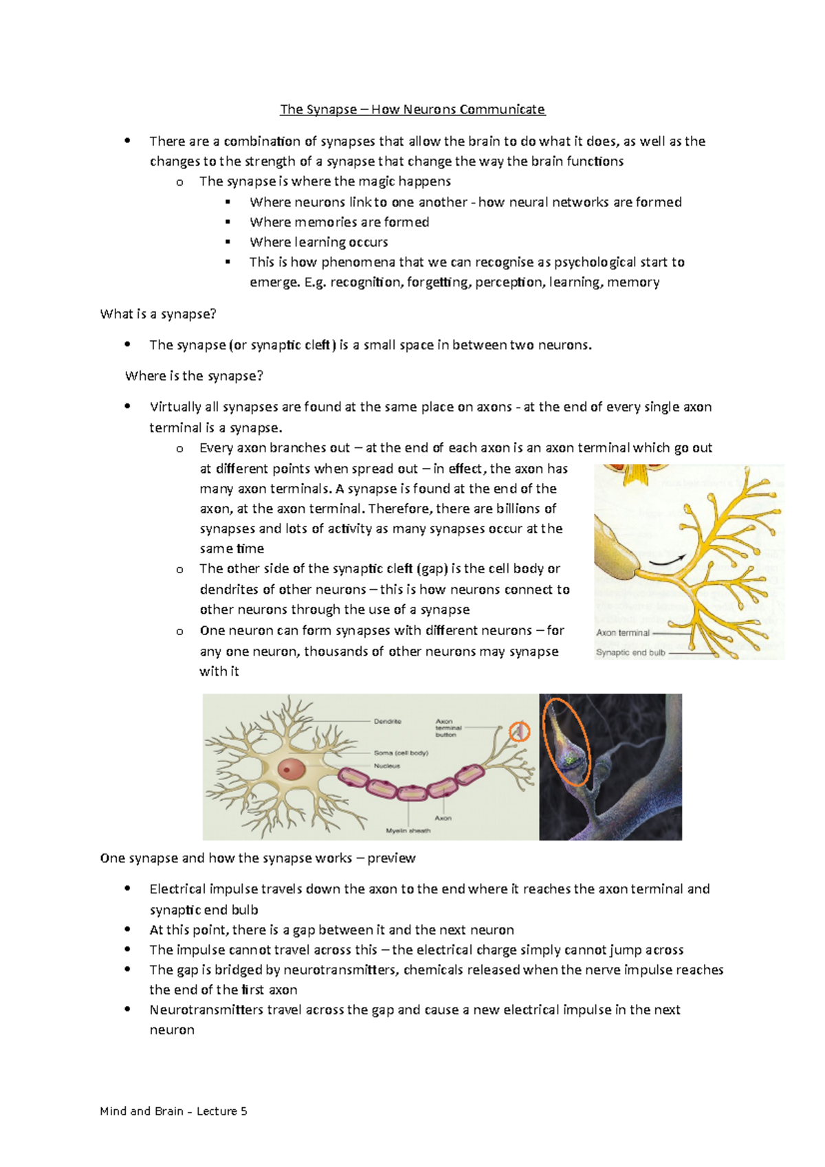 Lecture 5 - The Synapse – How Neurons Communicate - The Synapse – How ...