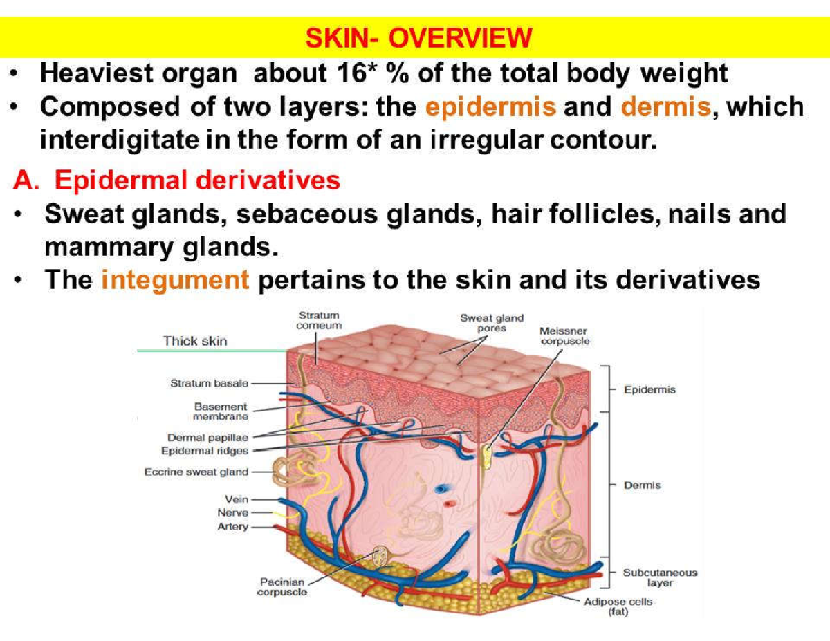 Histology OF THE SKIN by dr Temesgen d - histology of skin - Studocu