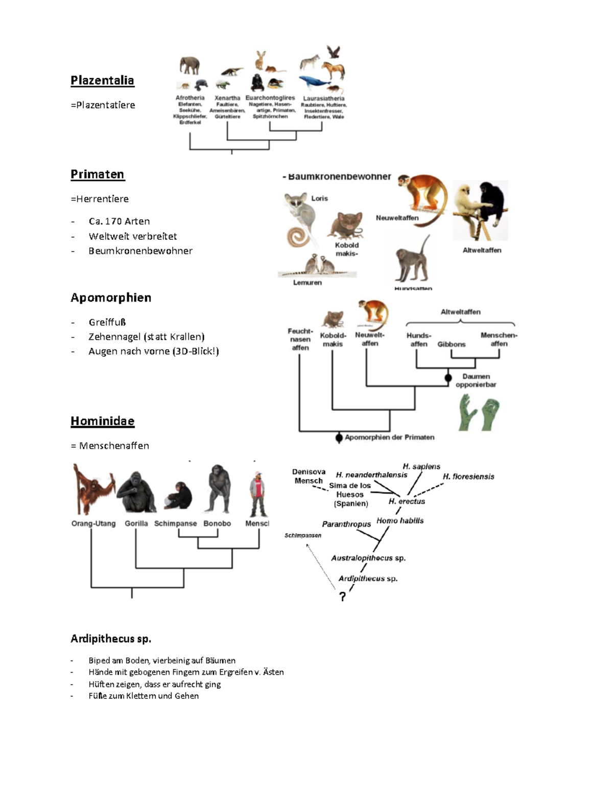 Plazentalia Plazentatiere Plazentalia Primaten Ca. 170 Arten