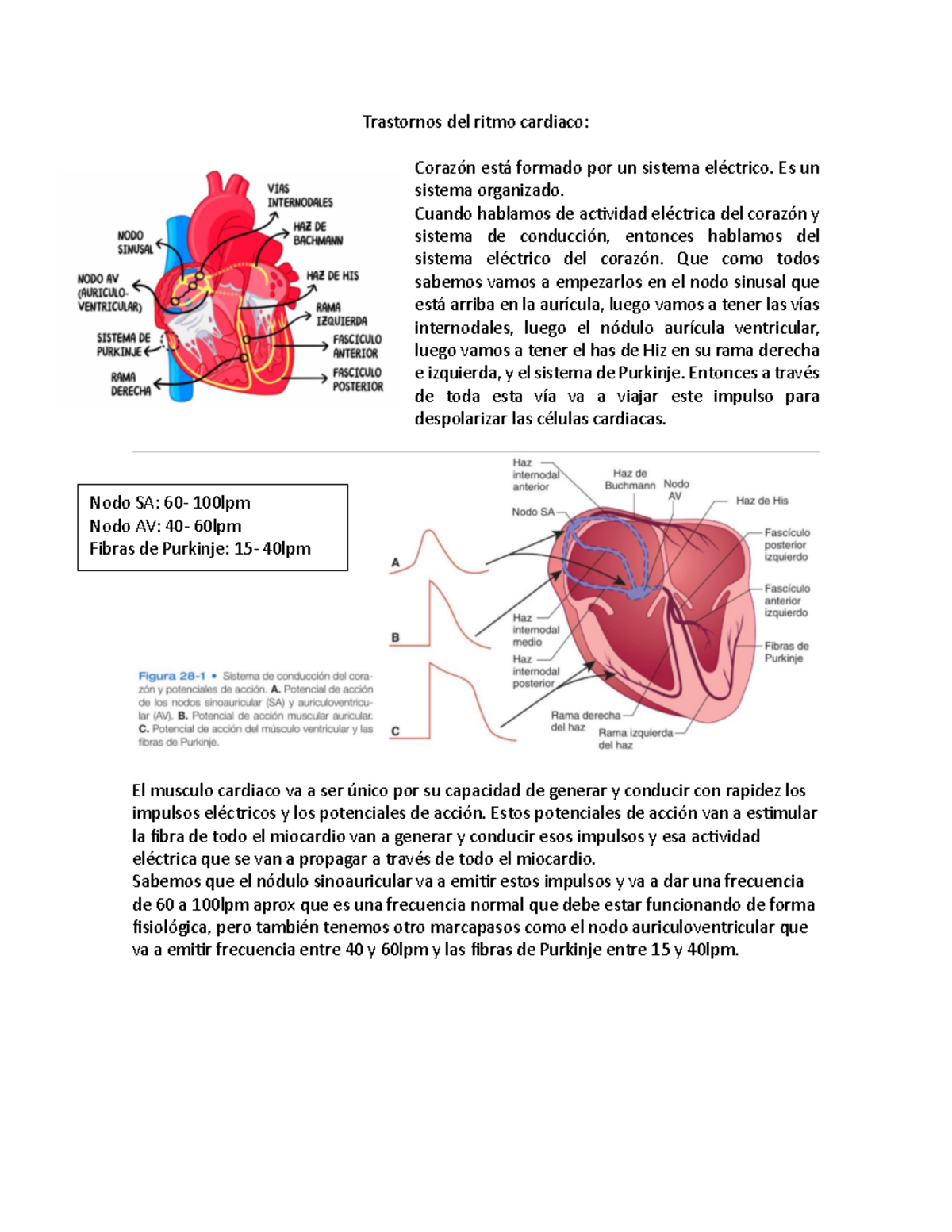 Anatomía Y Fisiología Cardiaca. Trastornos Del Ritmo – OHHT