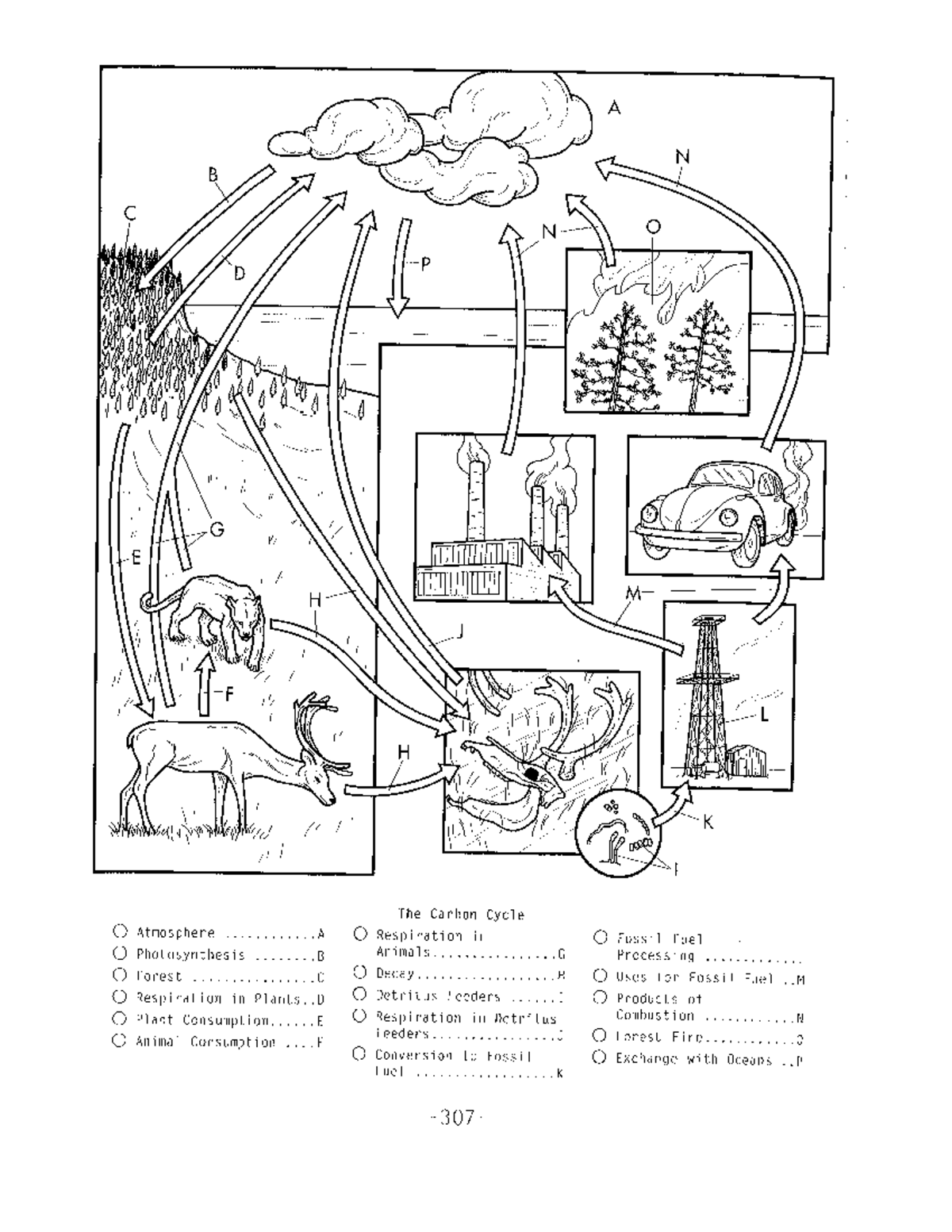 big-cwb-11-10-carbon-cycle-2-studocu