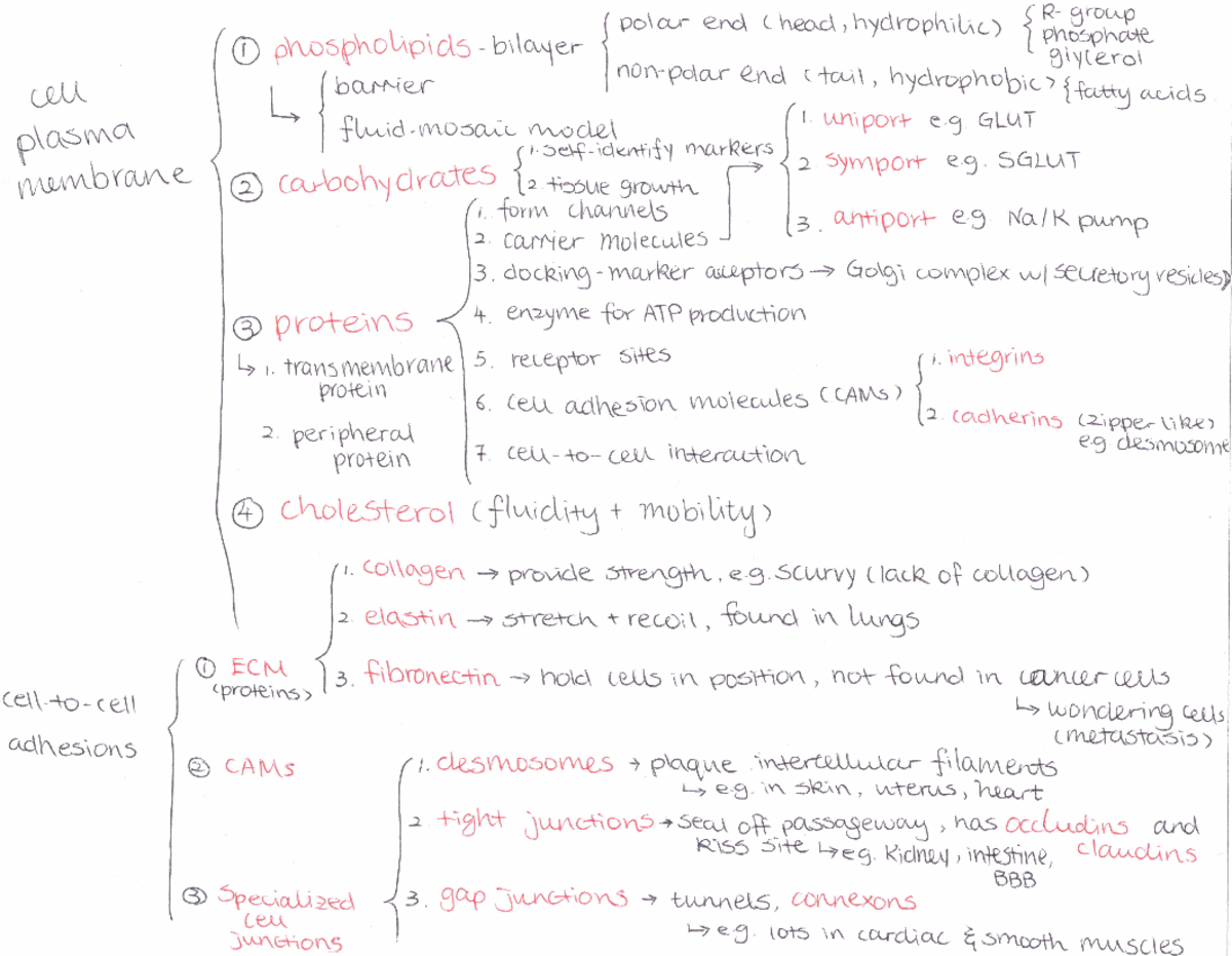 Combinepdf - Cellular Membrane Structures, Functions And Components ...