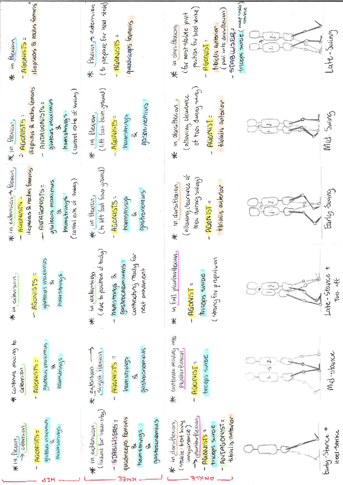 Scan 1583 001 12-04-2024 - Human Body Systems 1 - Studocu