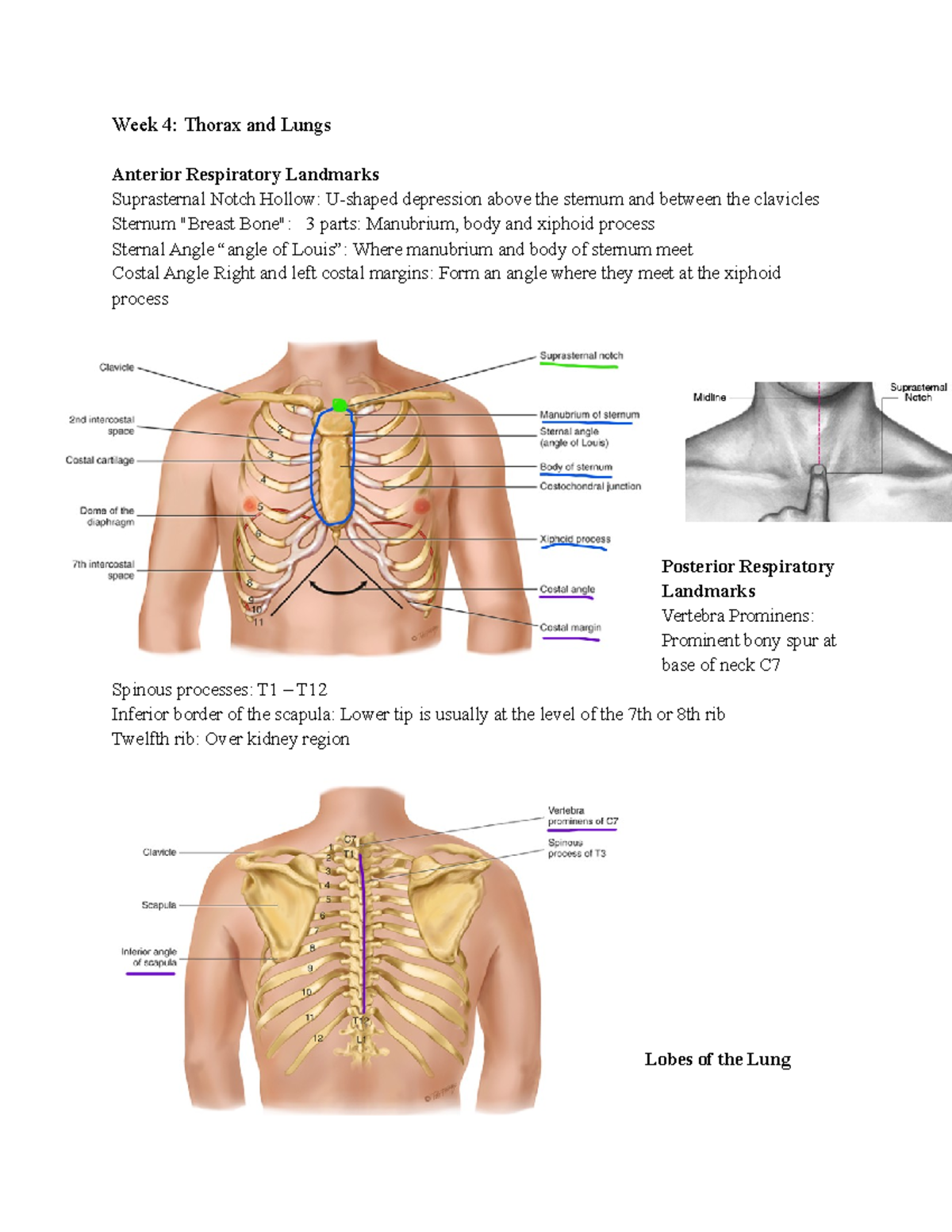 Week 4 Thorax and Lungs - ‎‎‎ - Week 4: Thorax and Lungs Anterior ...