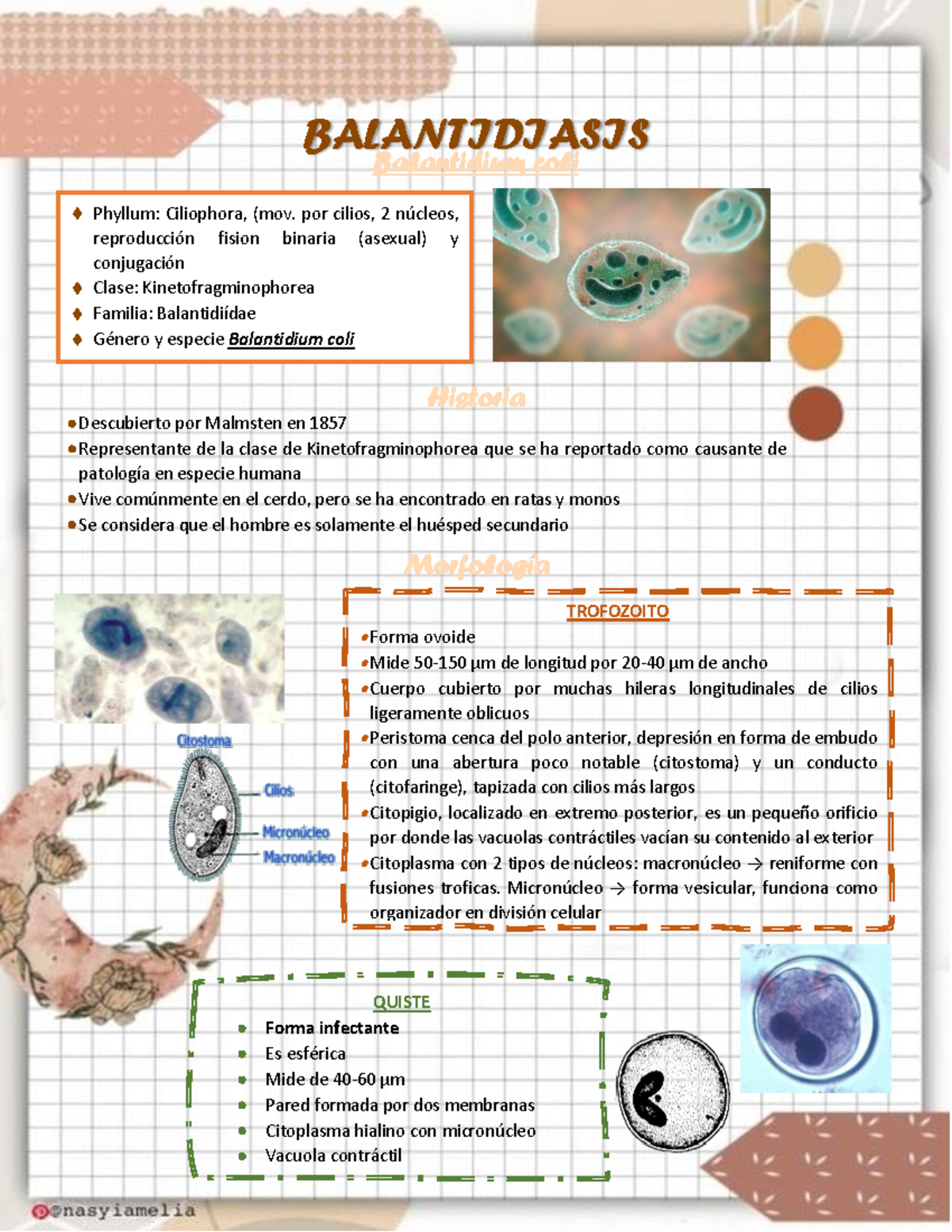 Balantidiasis - Balantidium coli - QWQUI Historia Morfología ...