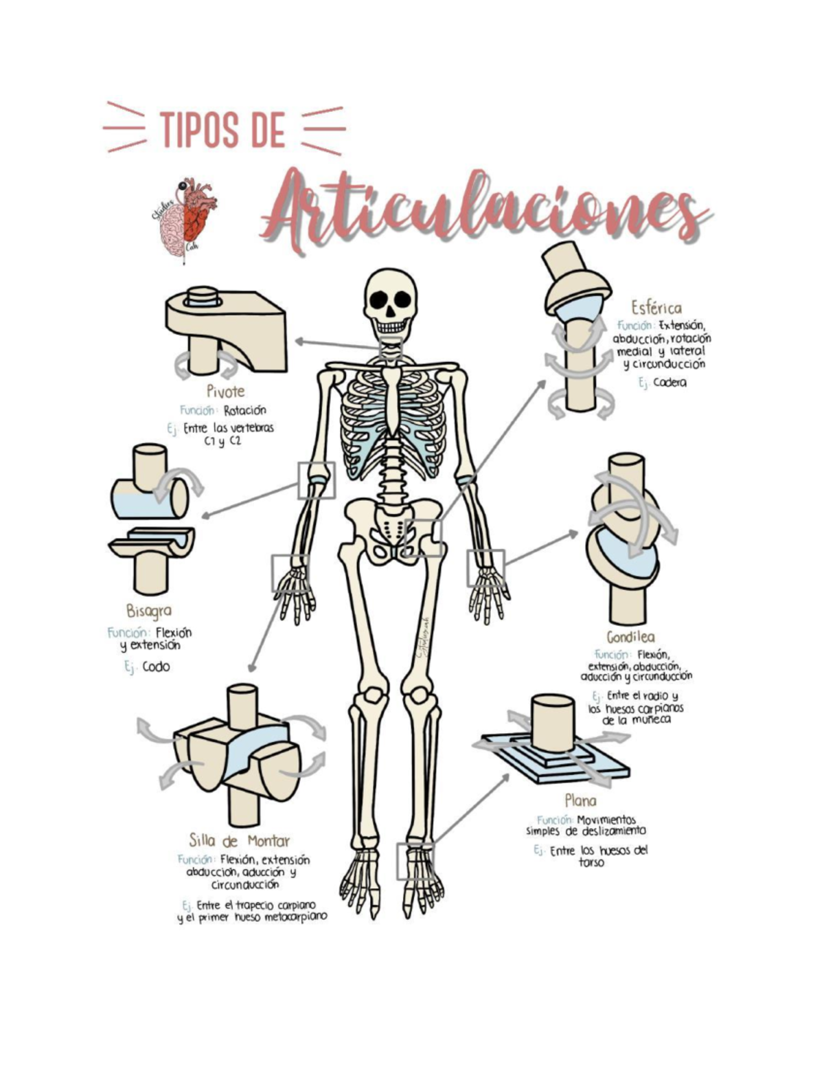 Tipo De Articulaciones Articulaciones Sinoviales Conforman La Mayor Parte De Las