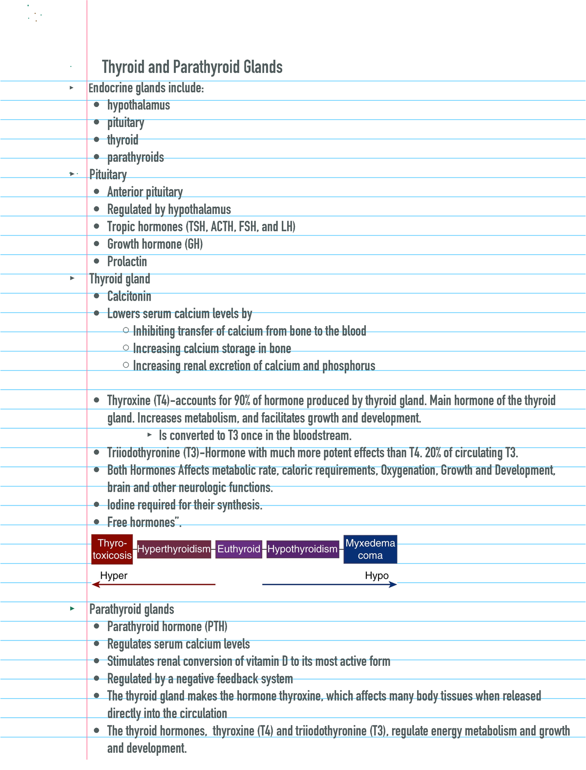 Thyroid And Parathyroid Notes Thyroid And Parathyroid Glands