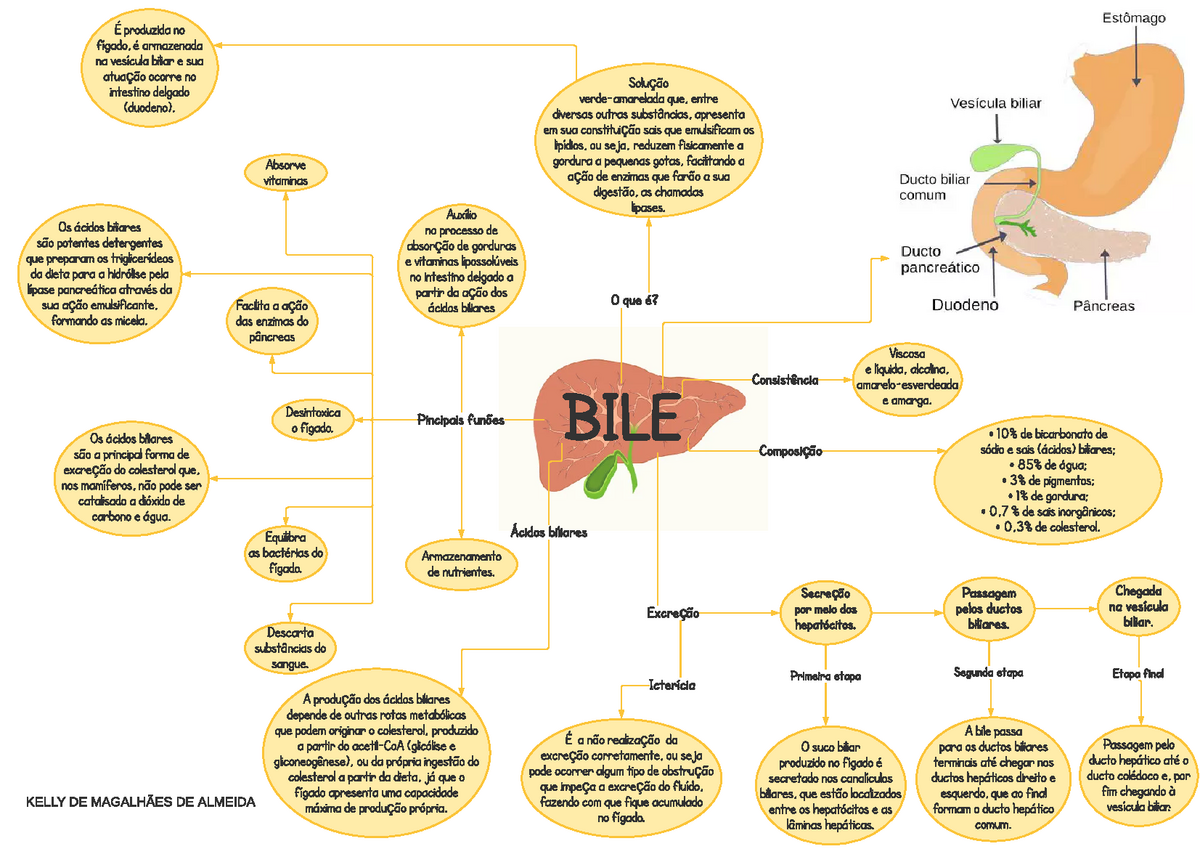 Ações da bile - mapa mental - KELLY DE MAGALHÃES DE ALMEIDA BILE O que é?  Solução verde-amarelada - Studocu