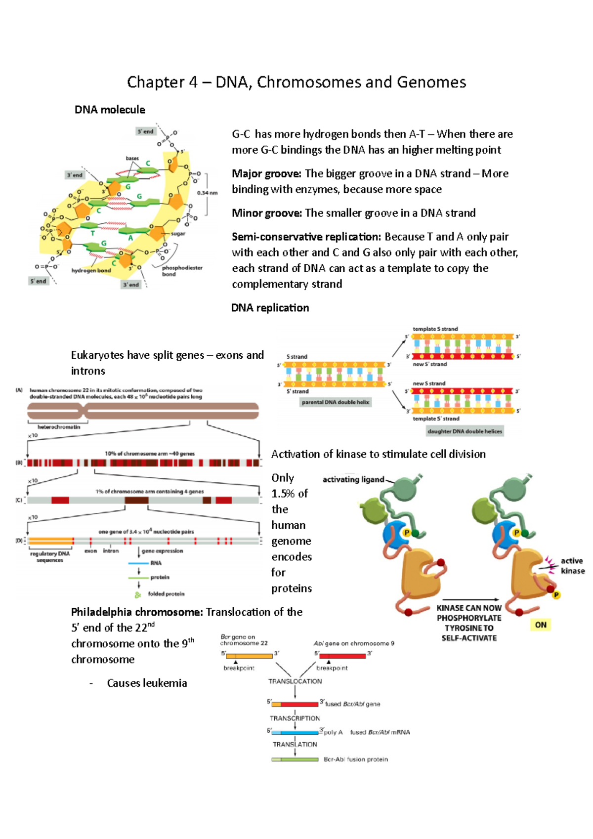 Molecular Biology Of The Cell Chapter 4 - Chapter 4 DNA, Chromosomes ...