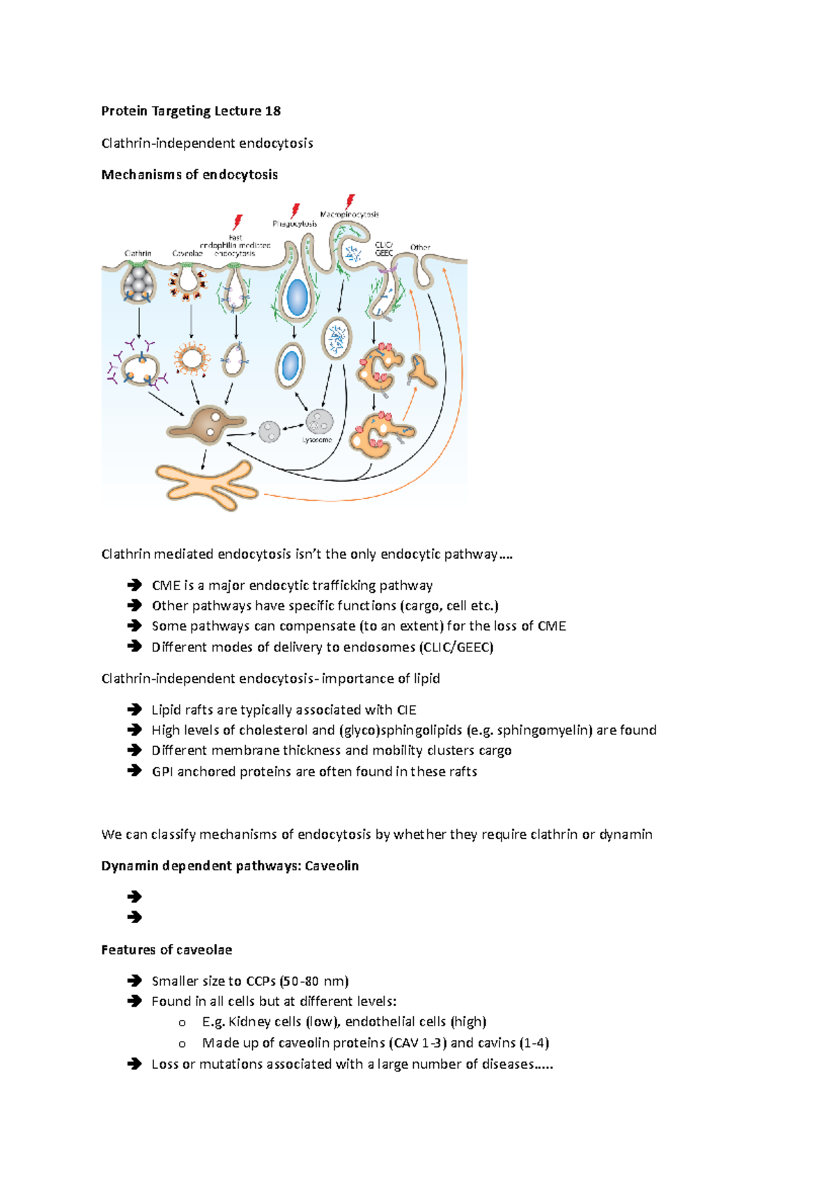 Protein Targeting Lecture 18 - BS318 - Warwick - Studocu