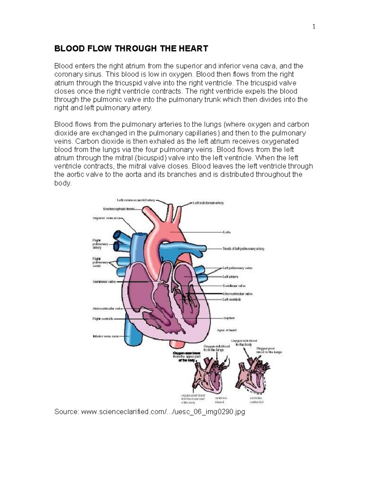 Basic EKG 3710 BLOOD FLOW THROUGH THE HEART Blood enters the right