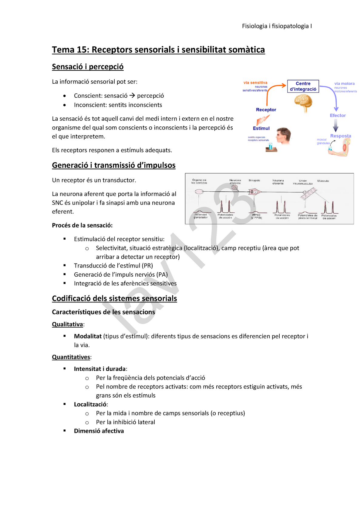 Tema Receptors Sensorials I Sensibilitat Som Tica Els Receptors