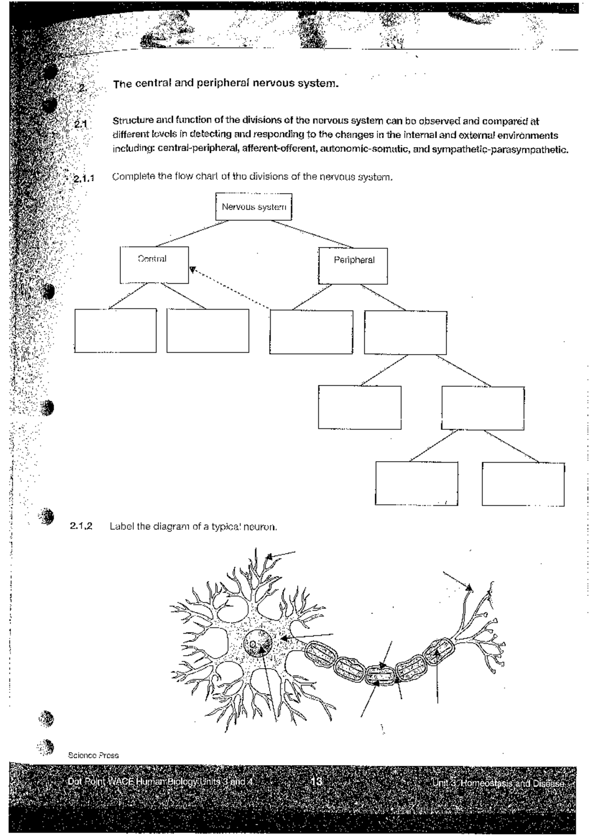 Nervous System Practice - 2. The central and peripheral nervous system ...