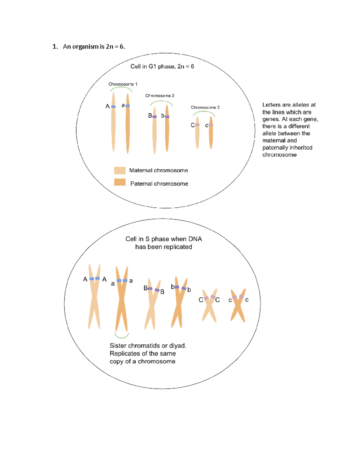 Quiz+2+review - From benson - An organism is 2n = 6. a. Draw a cell of ...