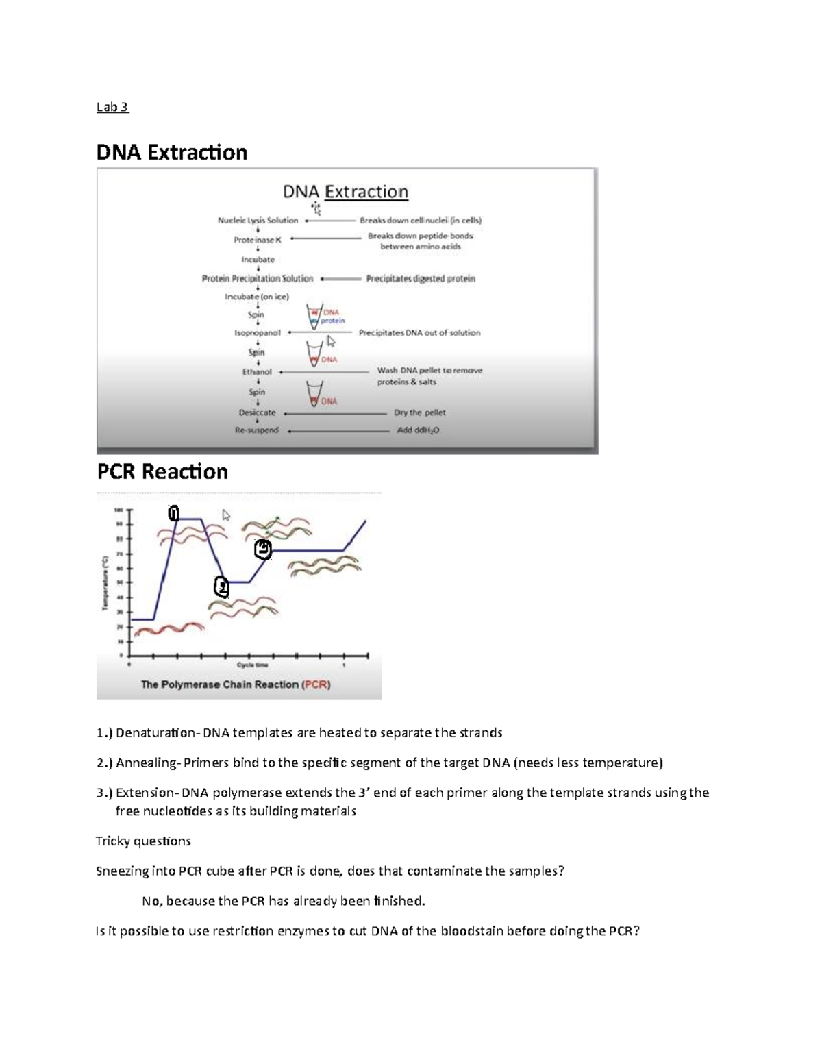 Lab 3- Final Lab Exam Components - Lab 3 DNA Extraction 1.)Denaturation ...