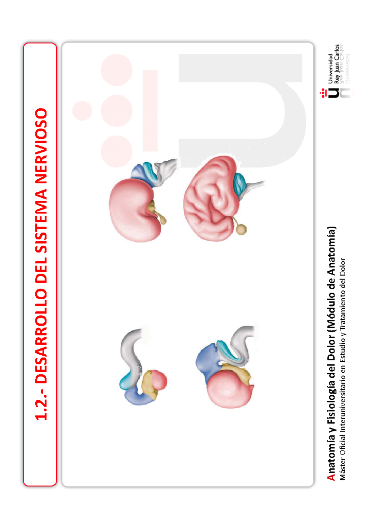 1 2 - Anatomia Del Dolor - 1.- DESARROLLO DEL SISTEMA NERVIOSO Amiento ...